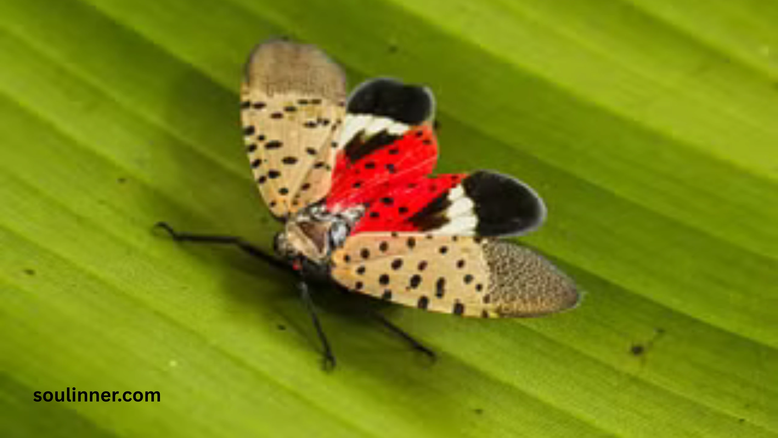  Spiritual Meaning of the Spotted Lanternfly