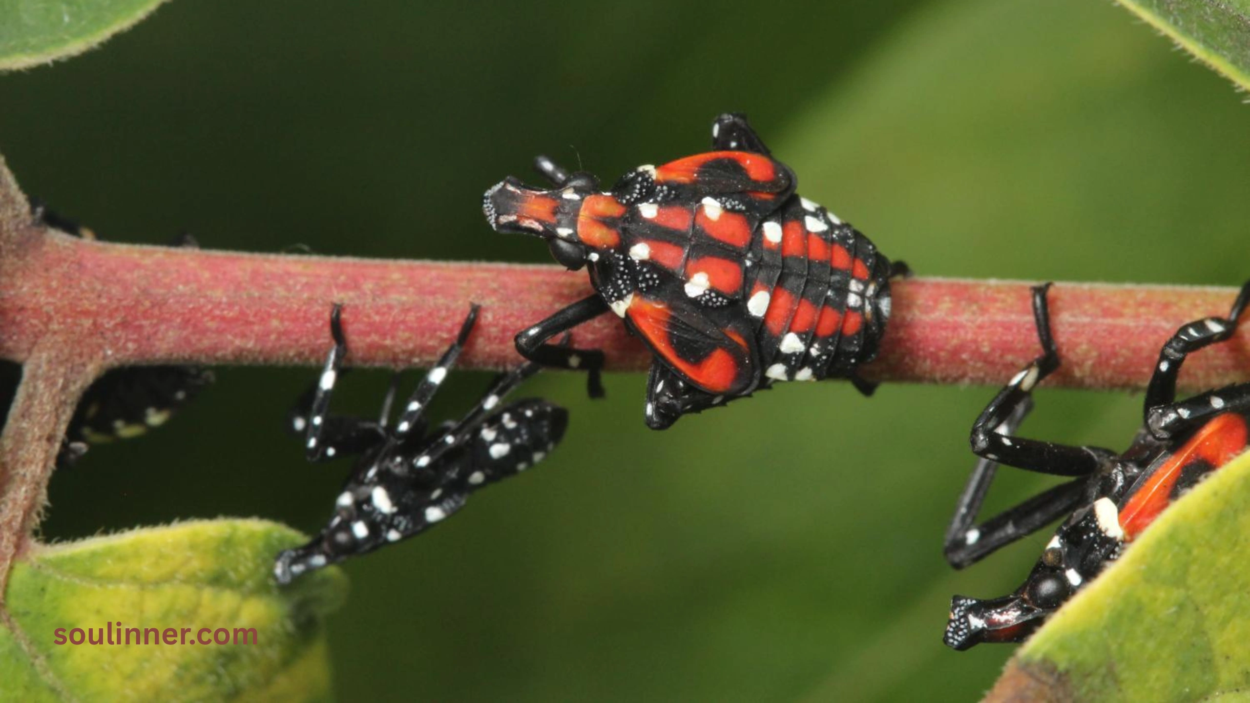  Spiritual Meaning of the Spotted Lanternfly