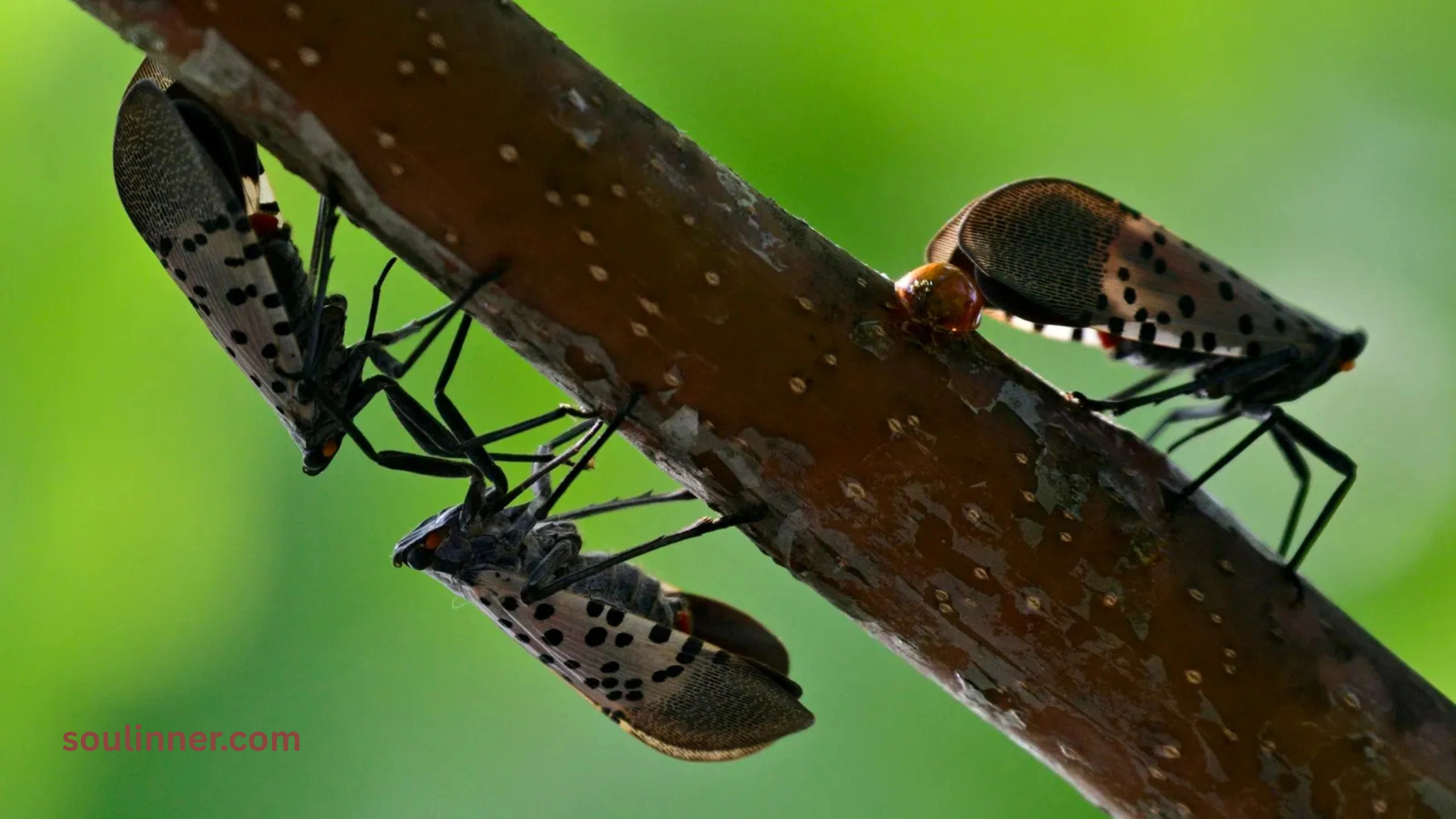  Spiritual Meaning of the Spotted Lanternfly