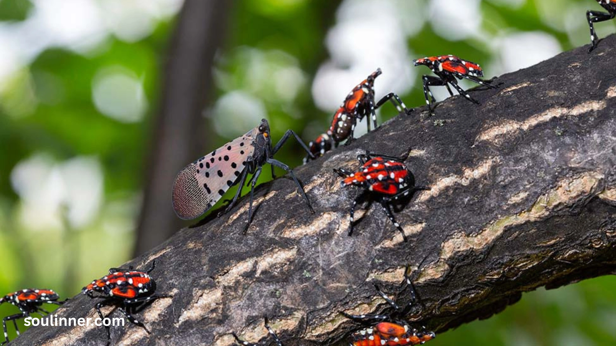  Spiritual Meaning of the Spotted Lanternfly