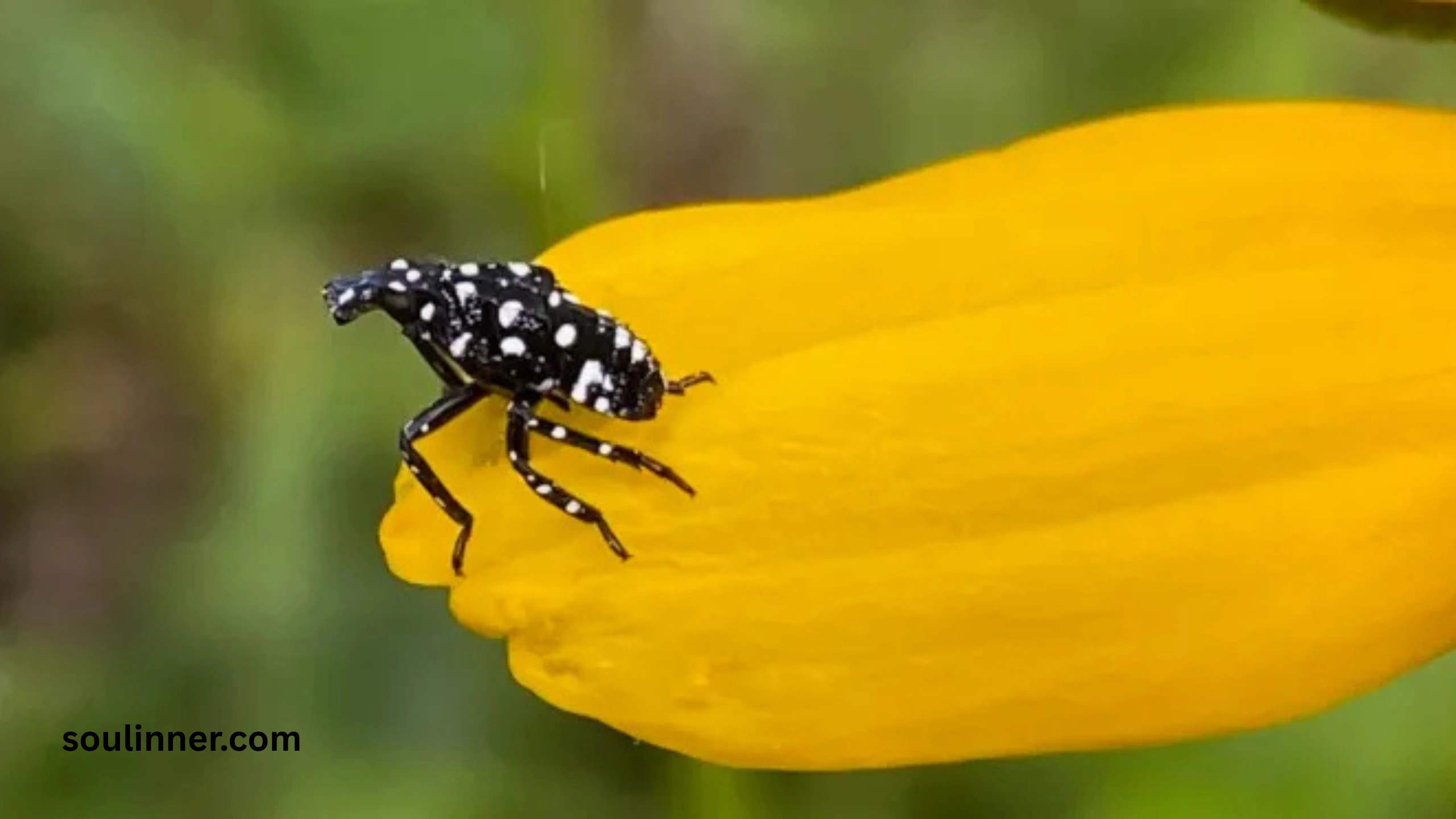  Spiritual Meaning of the Spotted Lanternfly