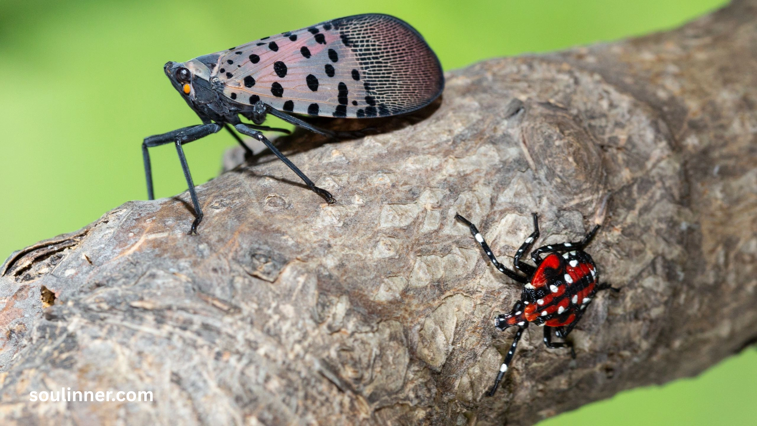  Spiritual Meaning of the Spotted Lanternfly
