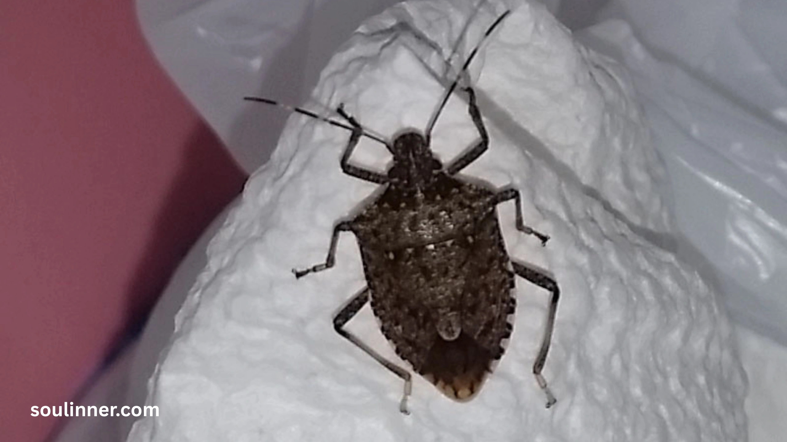  Spiritual Meaning of the Spotted Lanternfly