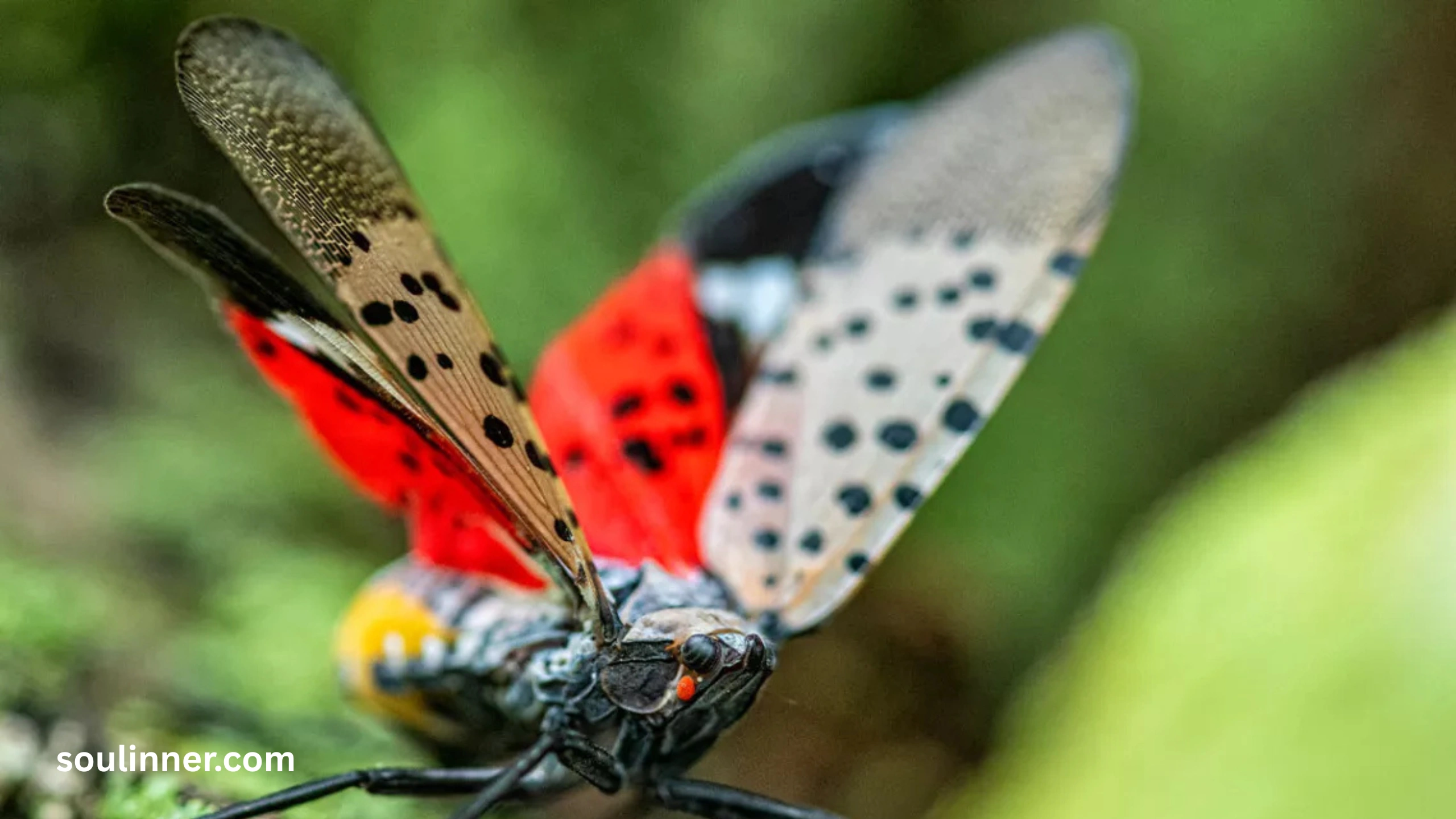  Spiritual Meaning of the Spotted Lanternfly