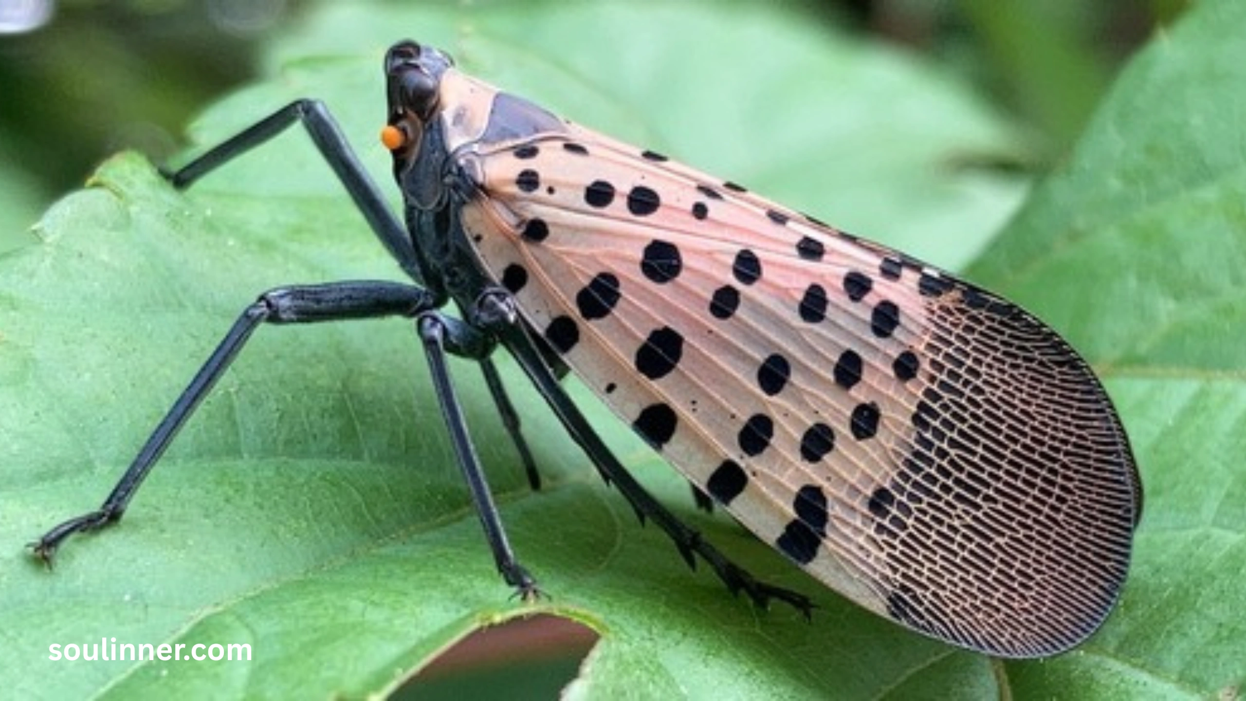  Spiritual Meaning of the Spotted Lanternfly