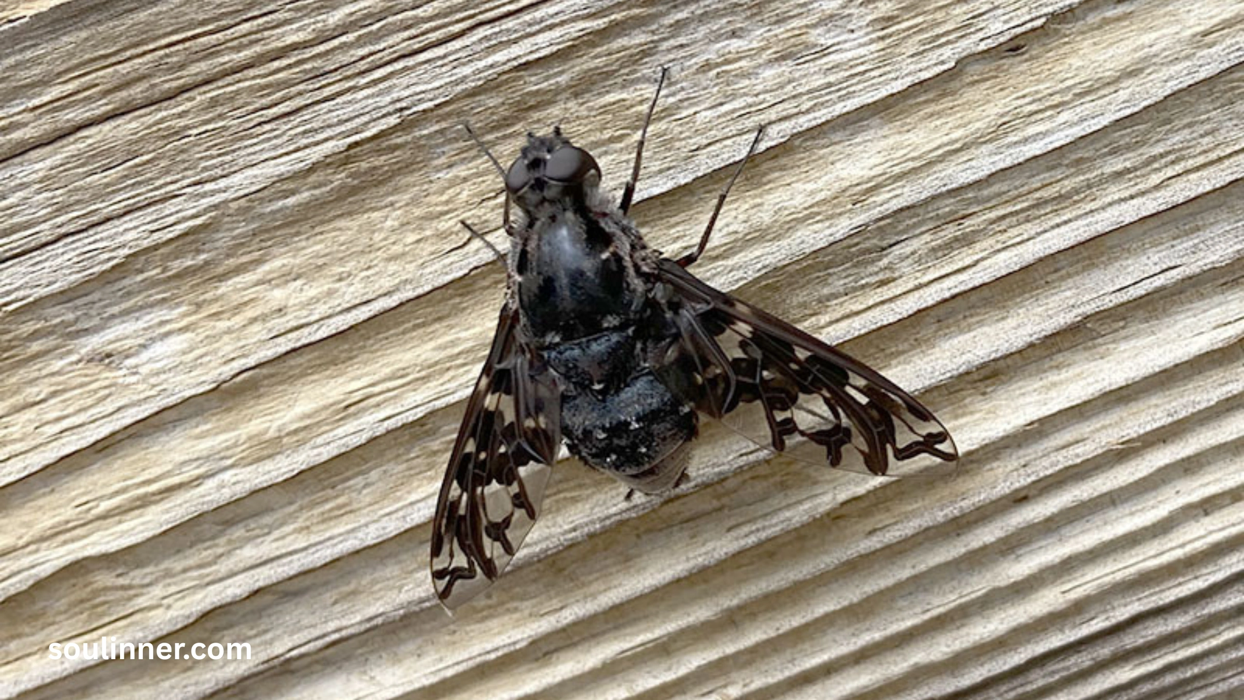  Spiritual Meaning of the Spotted Lanternfly