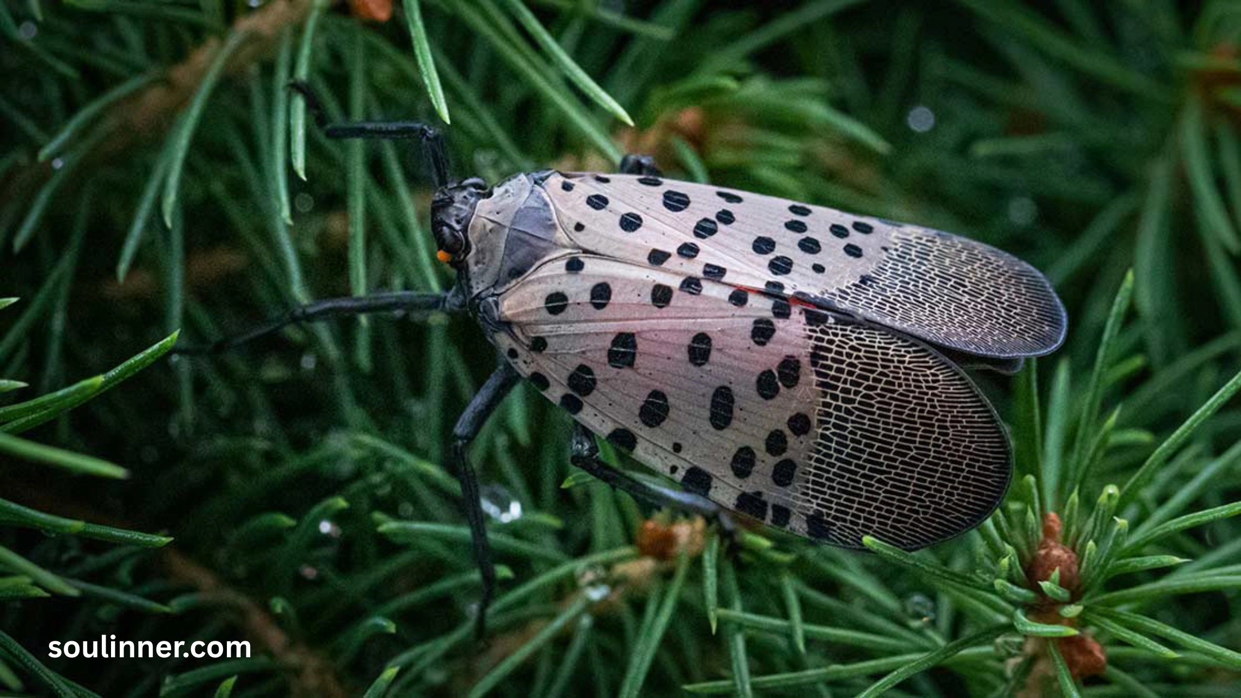  Spiritual Meaning of the Spotted Lanternfly