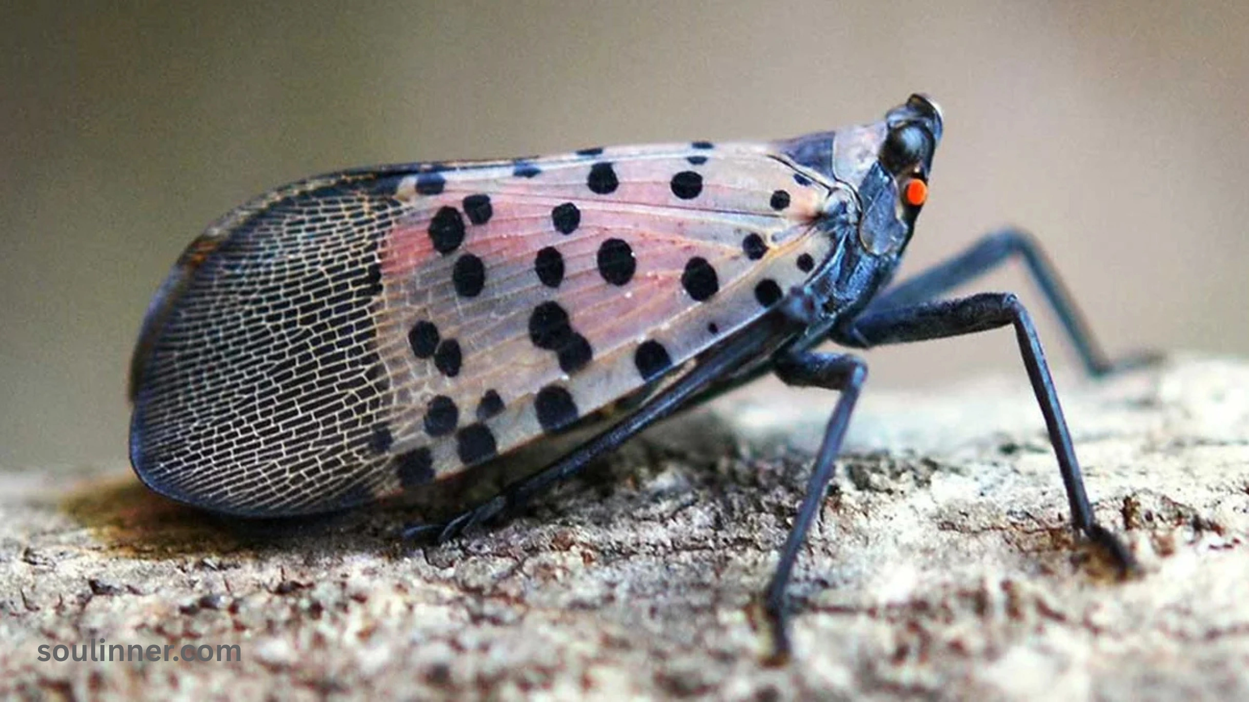 Spiritual Meaning of the Spotted Lanternfly