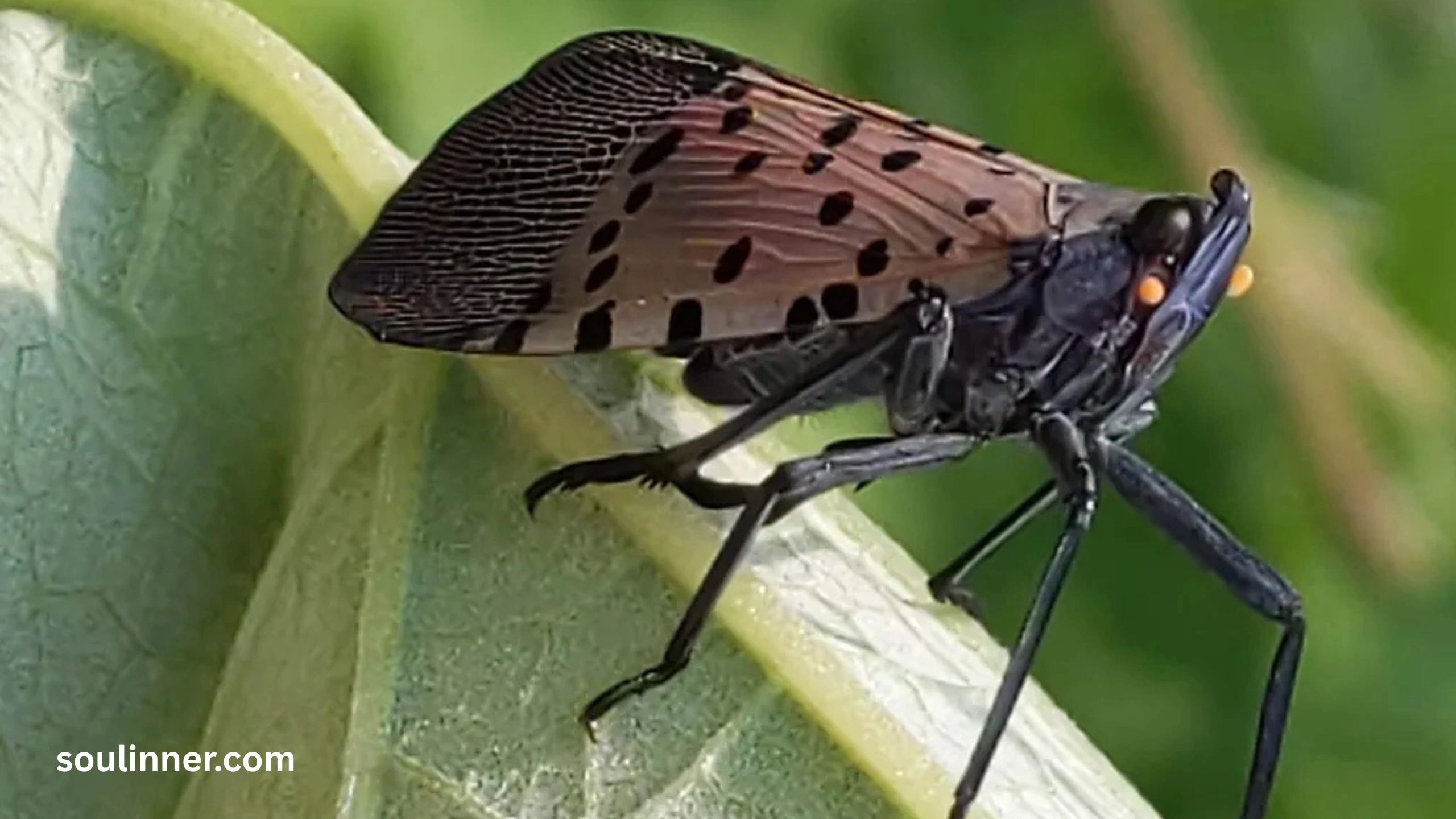  Spiritual Meaning of the Spotted Lanternfly