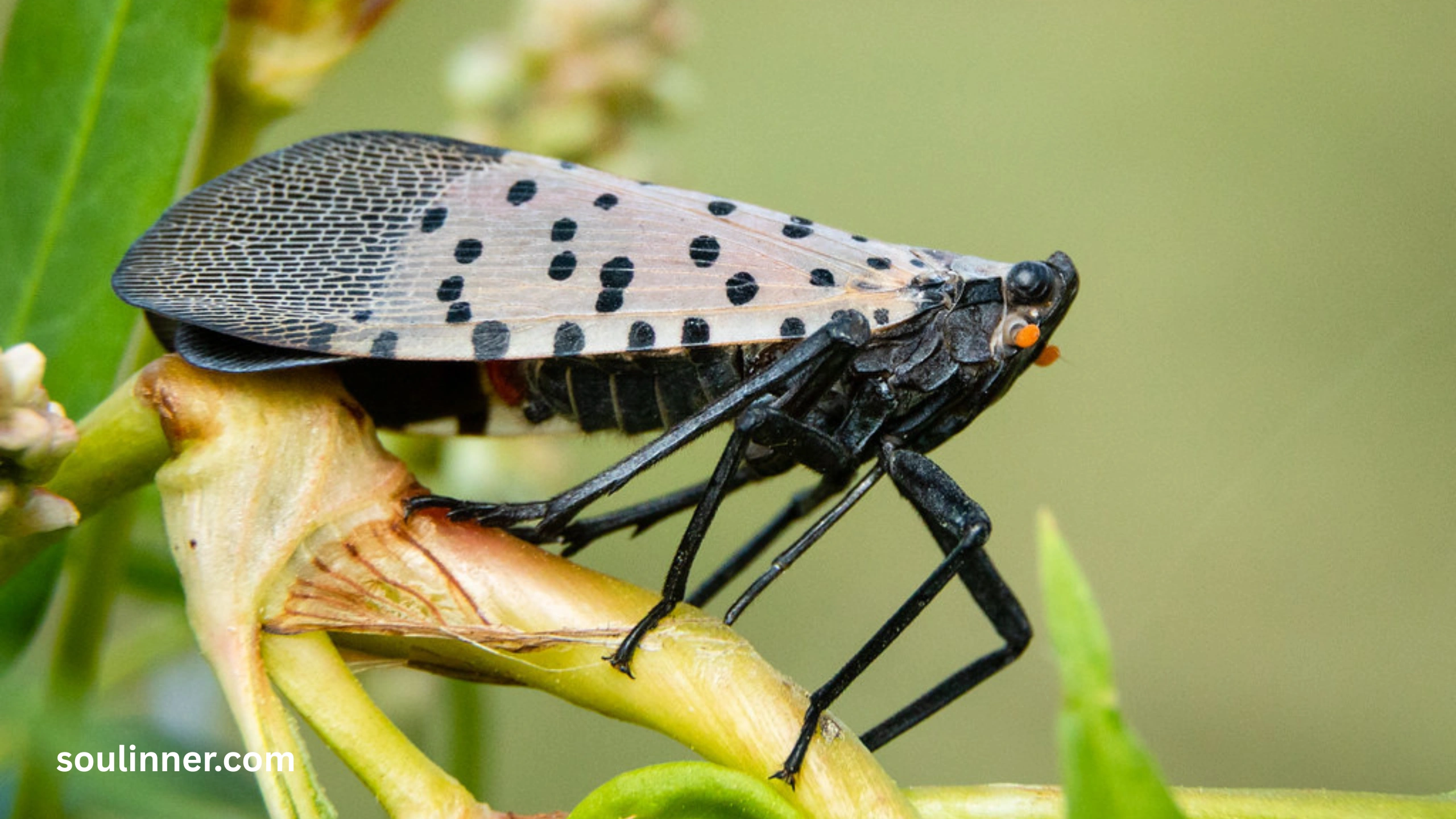  Spiritual Meaning of the Spotted Lanternfly