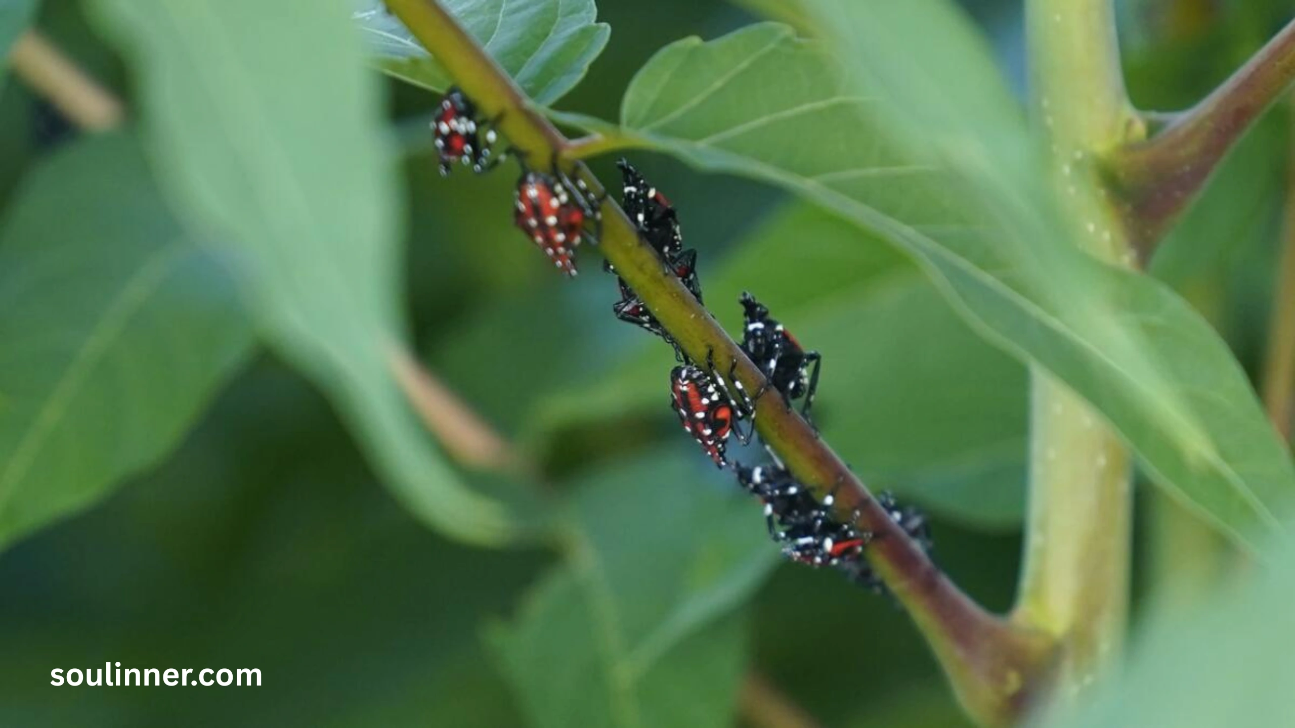  Spiritual Meaning of the Spotted Lanternfly