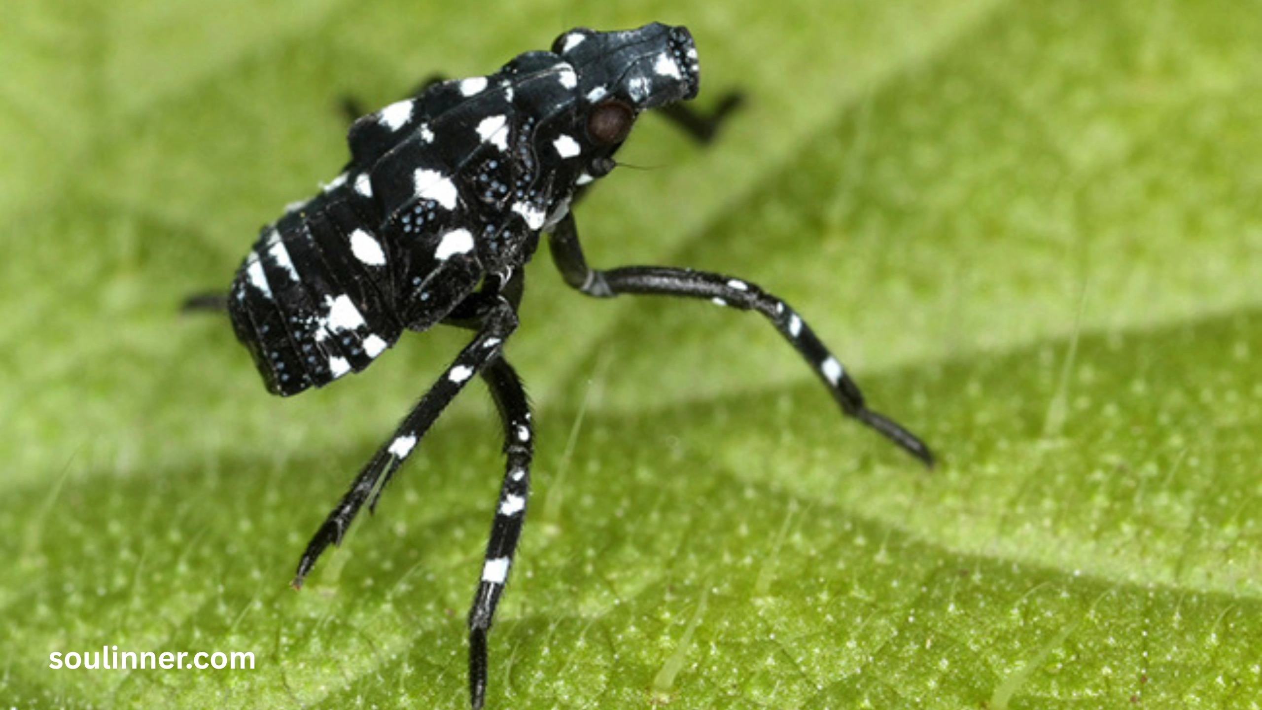  Spiritual Meaning of the Spotted Lanternfly