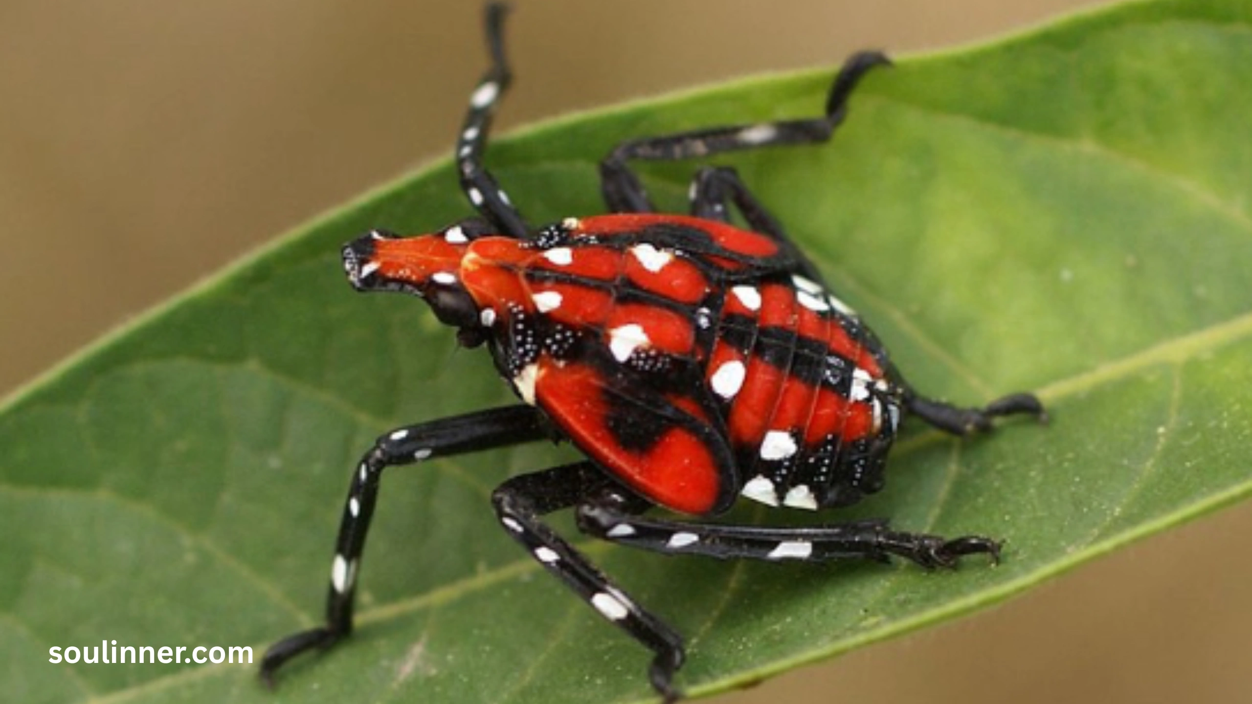  Spiritual Meaning of the Spotted Lanternfly