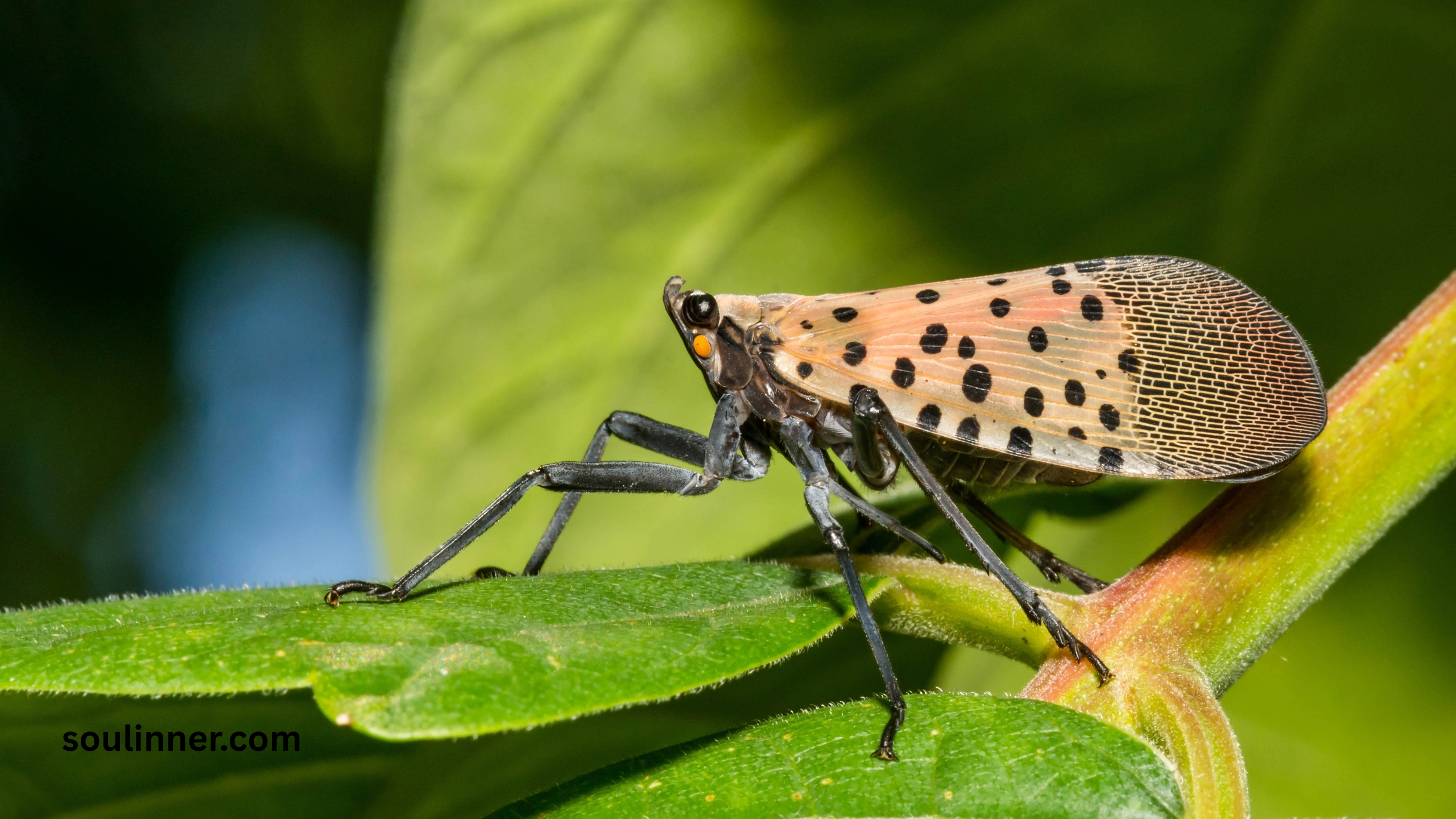  Spiritual Meaning of the Spotted Lanternfly