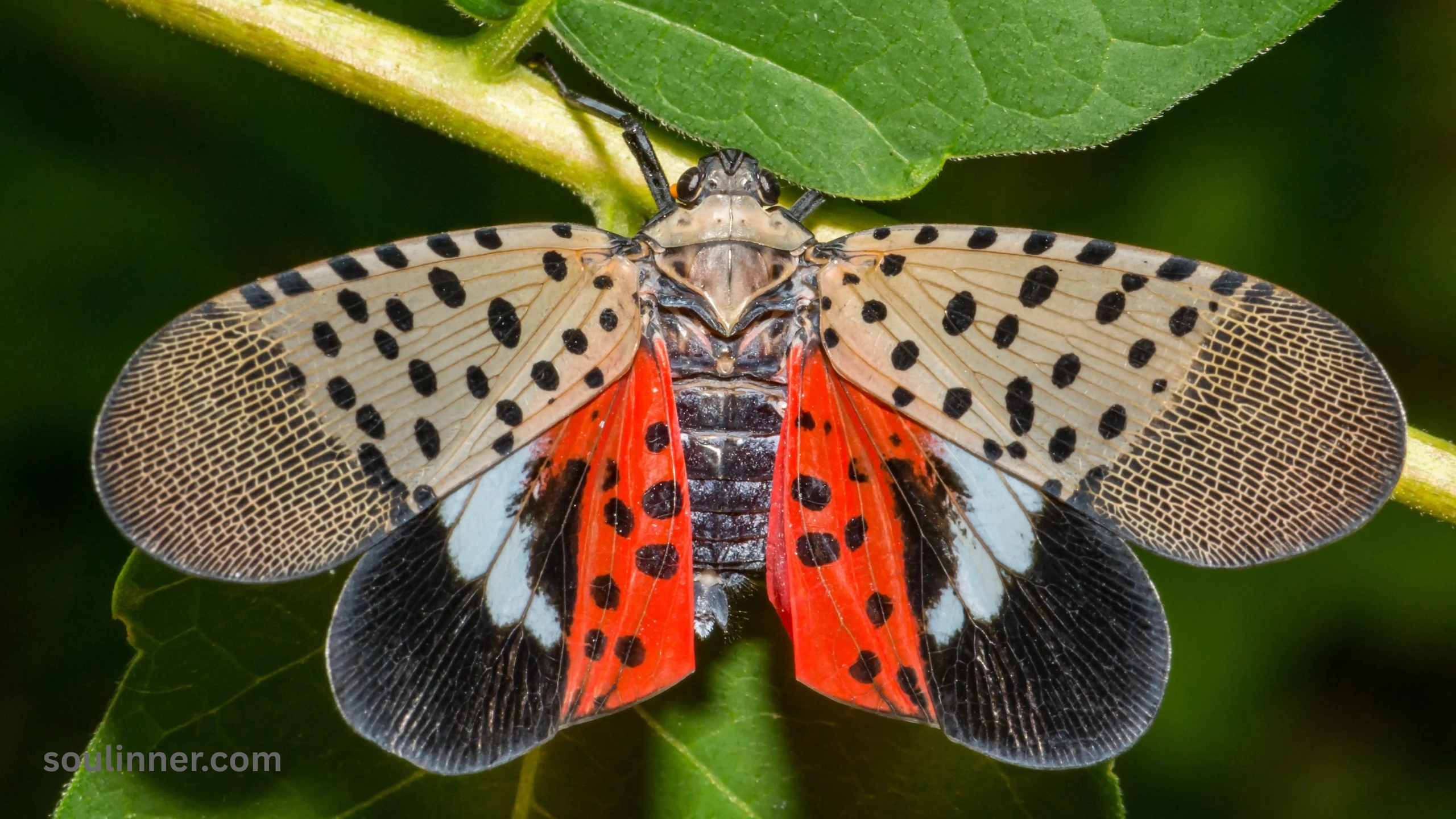 Spiritual Meaning of the Spotted Lanternfly