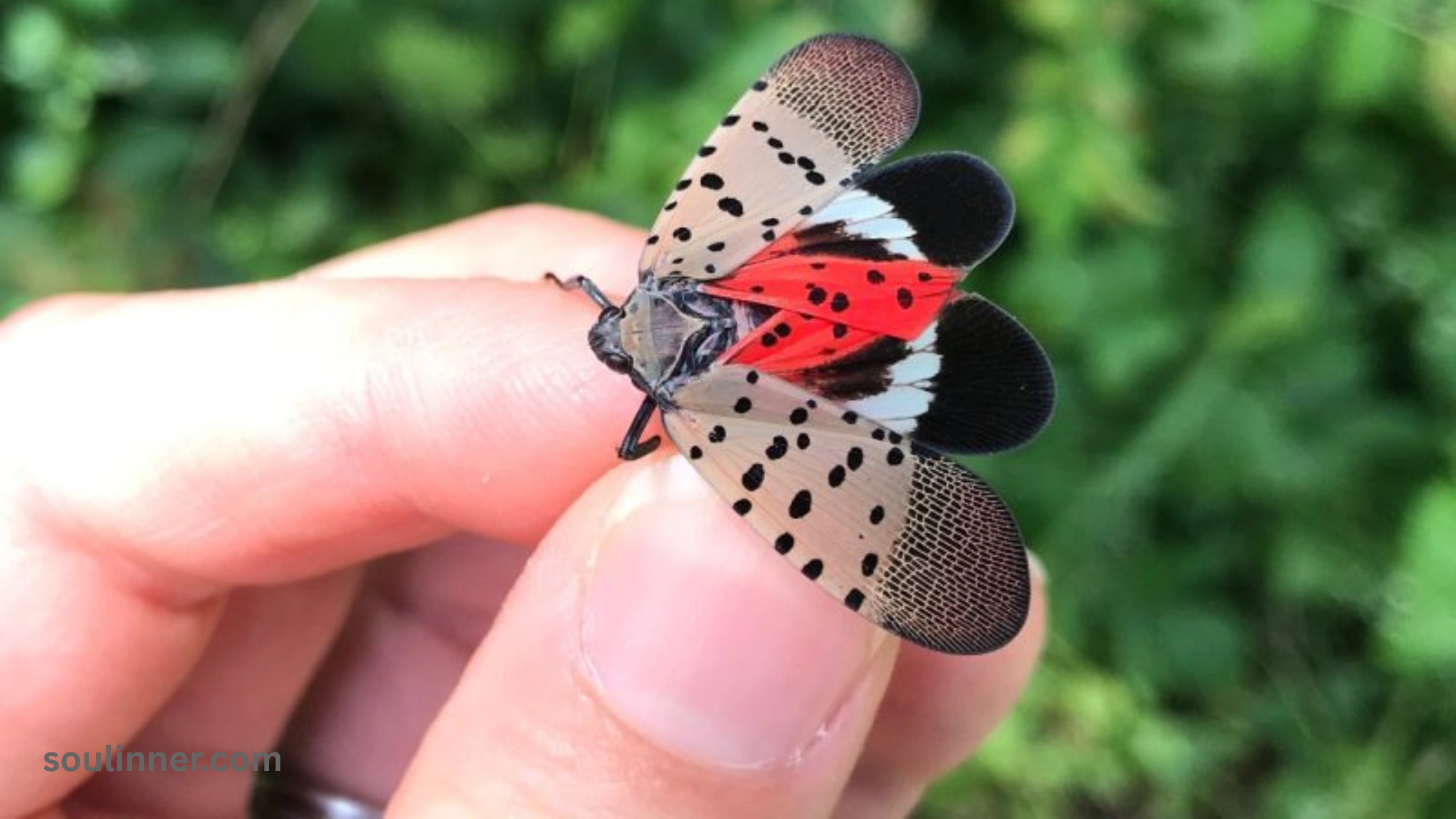 Spiritual Meaning of the Spotted Lanternfly