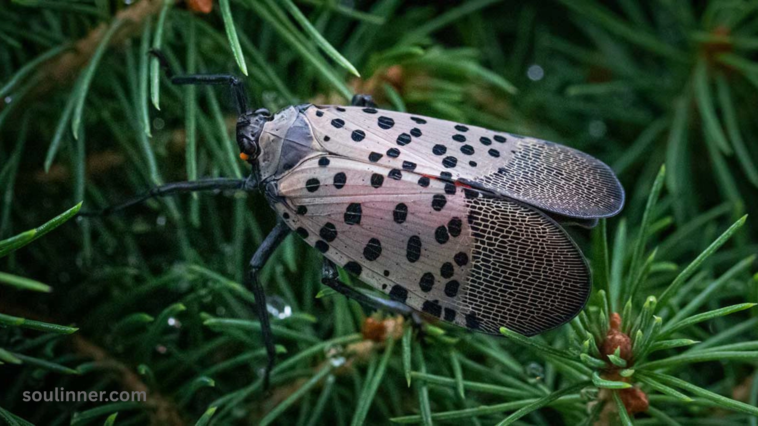 Spiritual Meaning of the Spotted Lanternfly