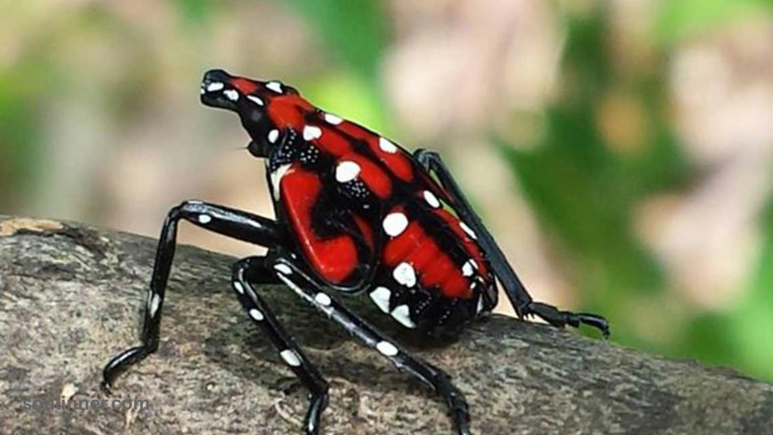 Spiritual Meaning of the Spotted Lanternfly