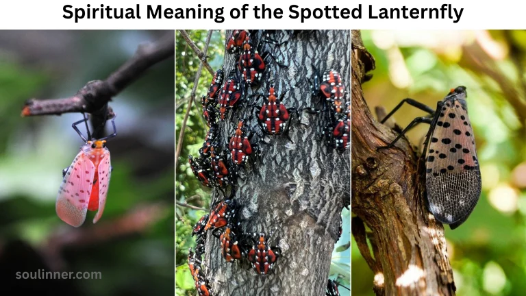 Spiritual Meaning of the Spotted Lanternfly