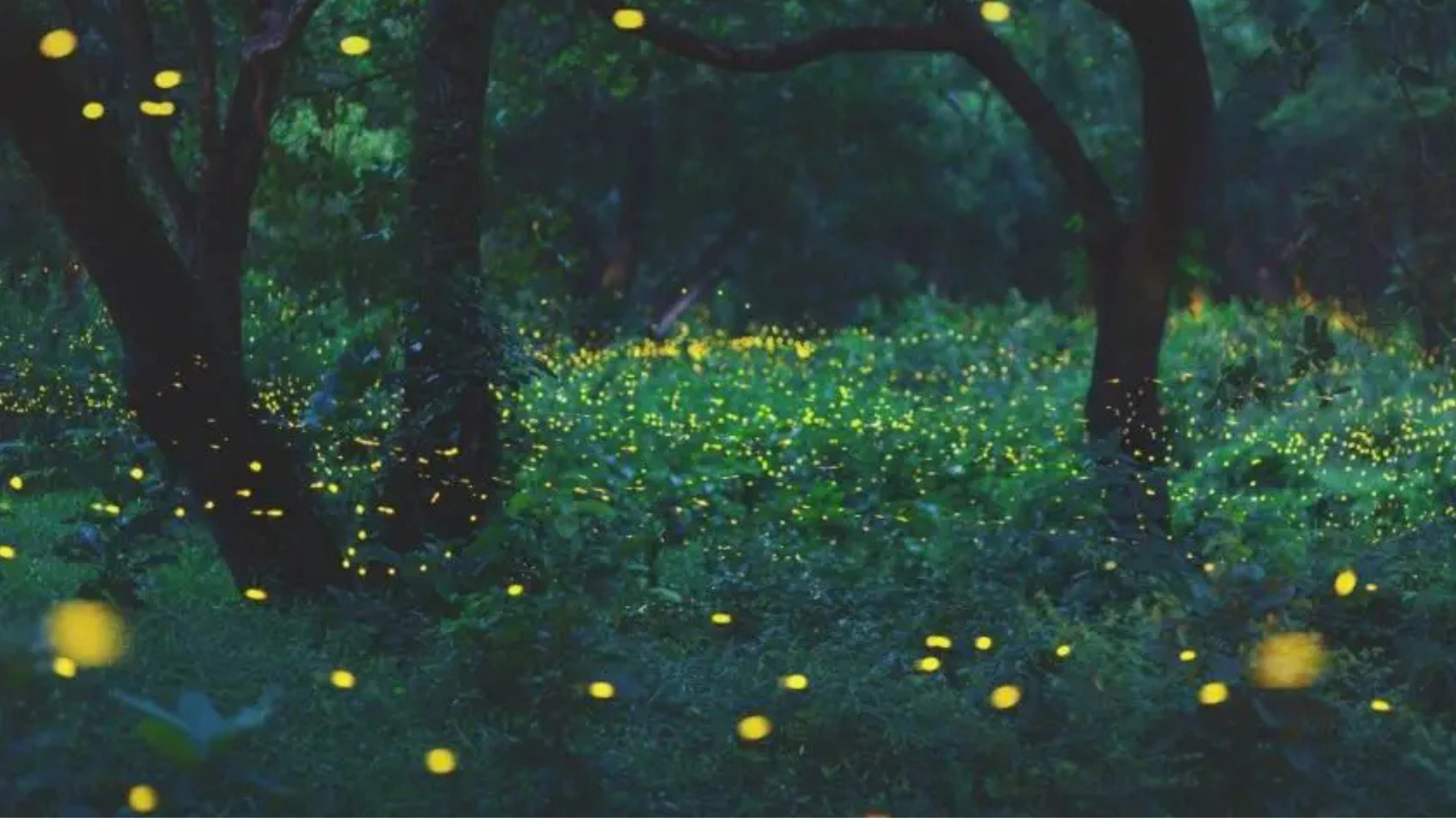 Spiritual Meaning of the Spotted Lanternfly