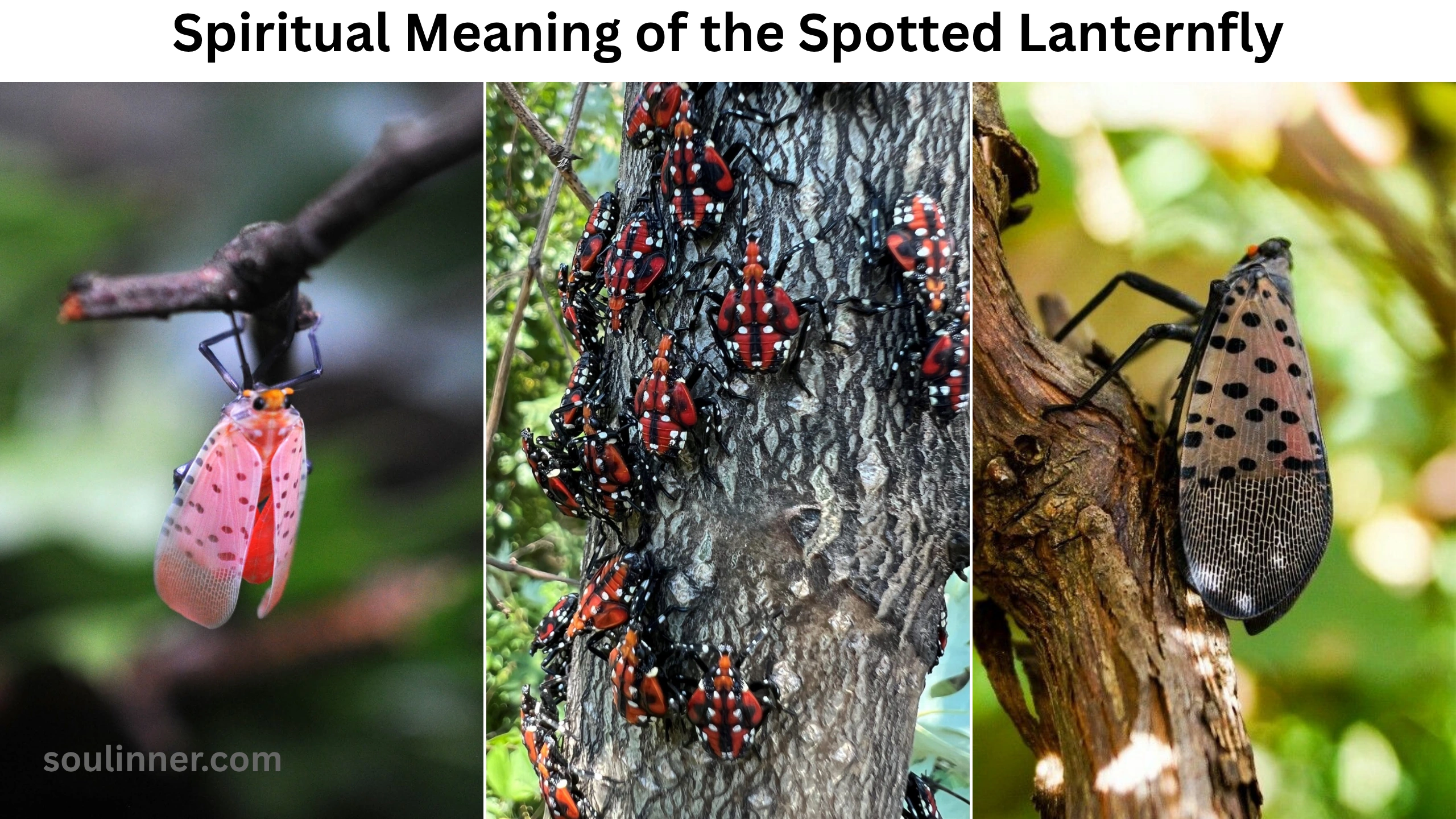 Spiritual Meaning of the Spotted Lanternfly