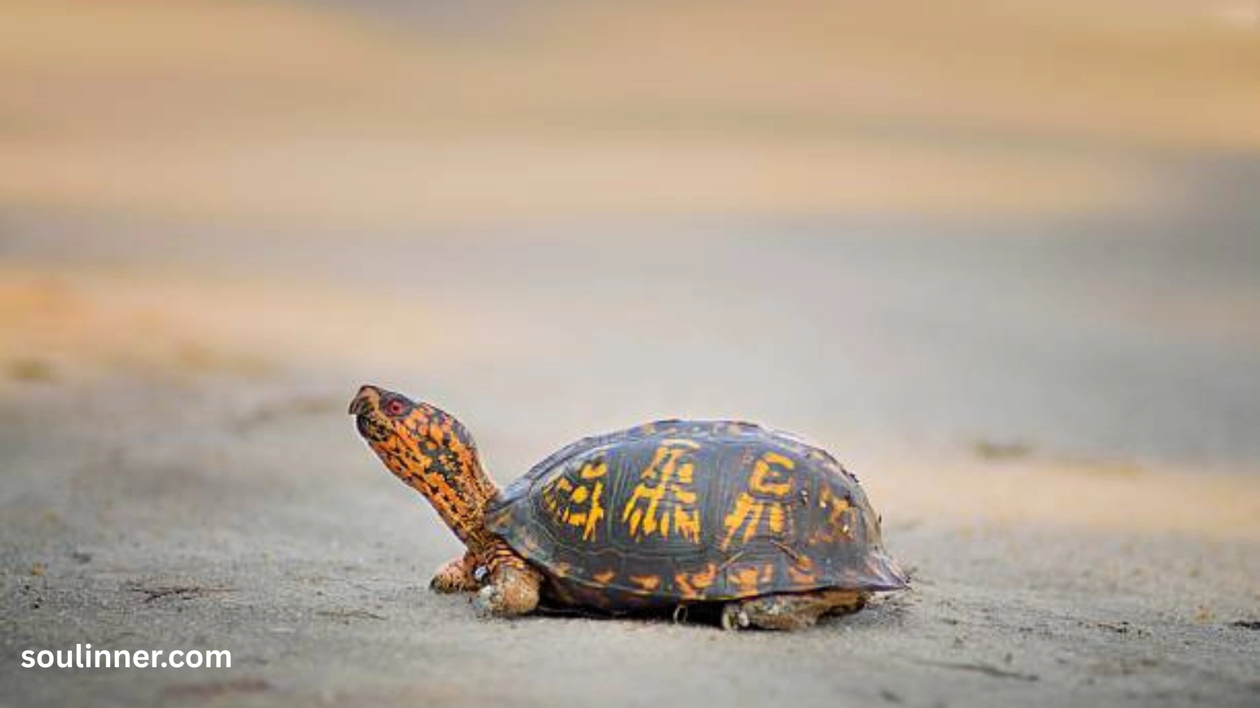 Spiritual Meaning of a Turtle Crossing Your Path