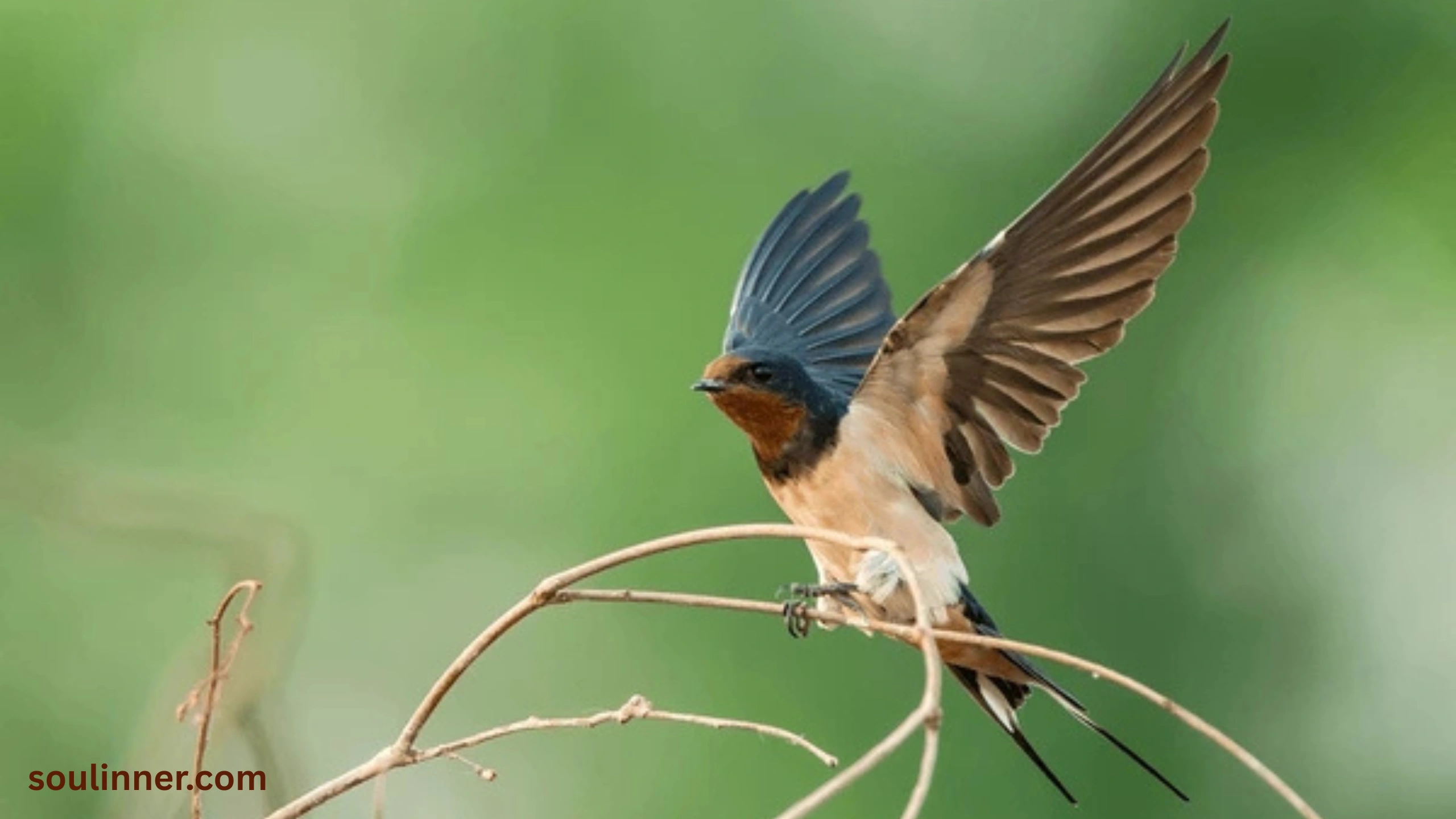 Swallow Bird Spiritual Meaning