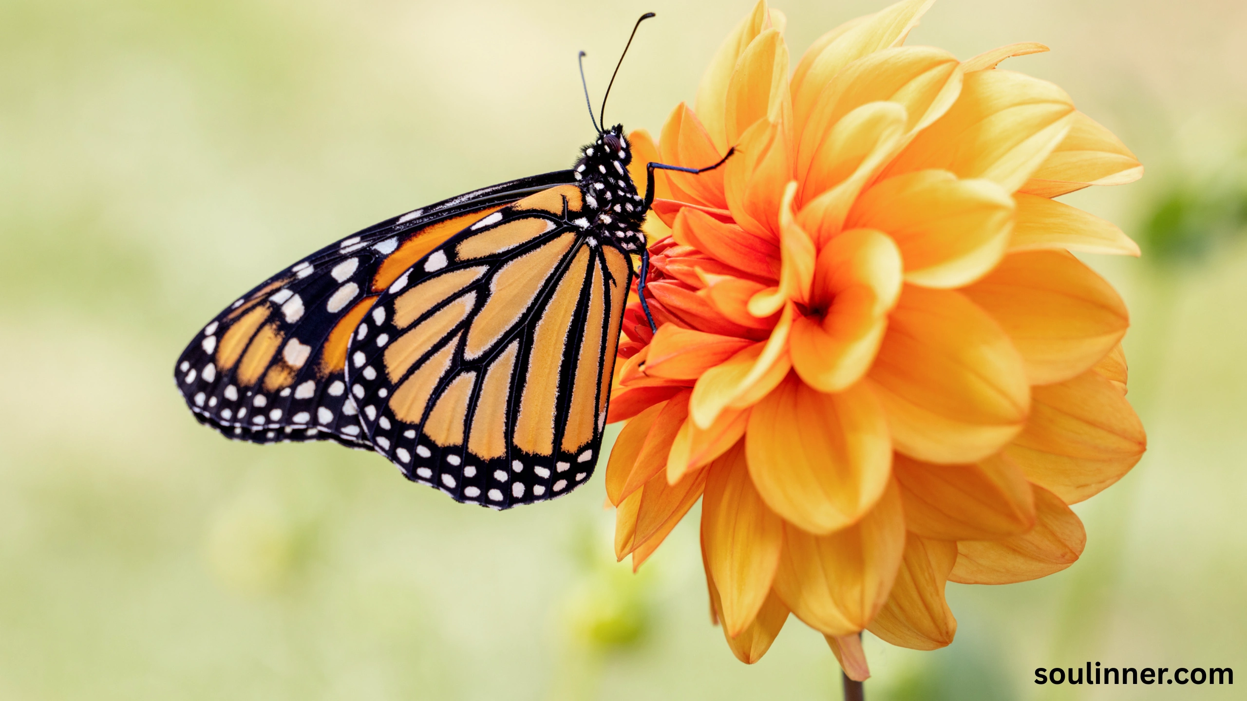 Symbolism and Spiritual Meaning of Butterflies