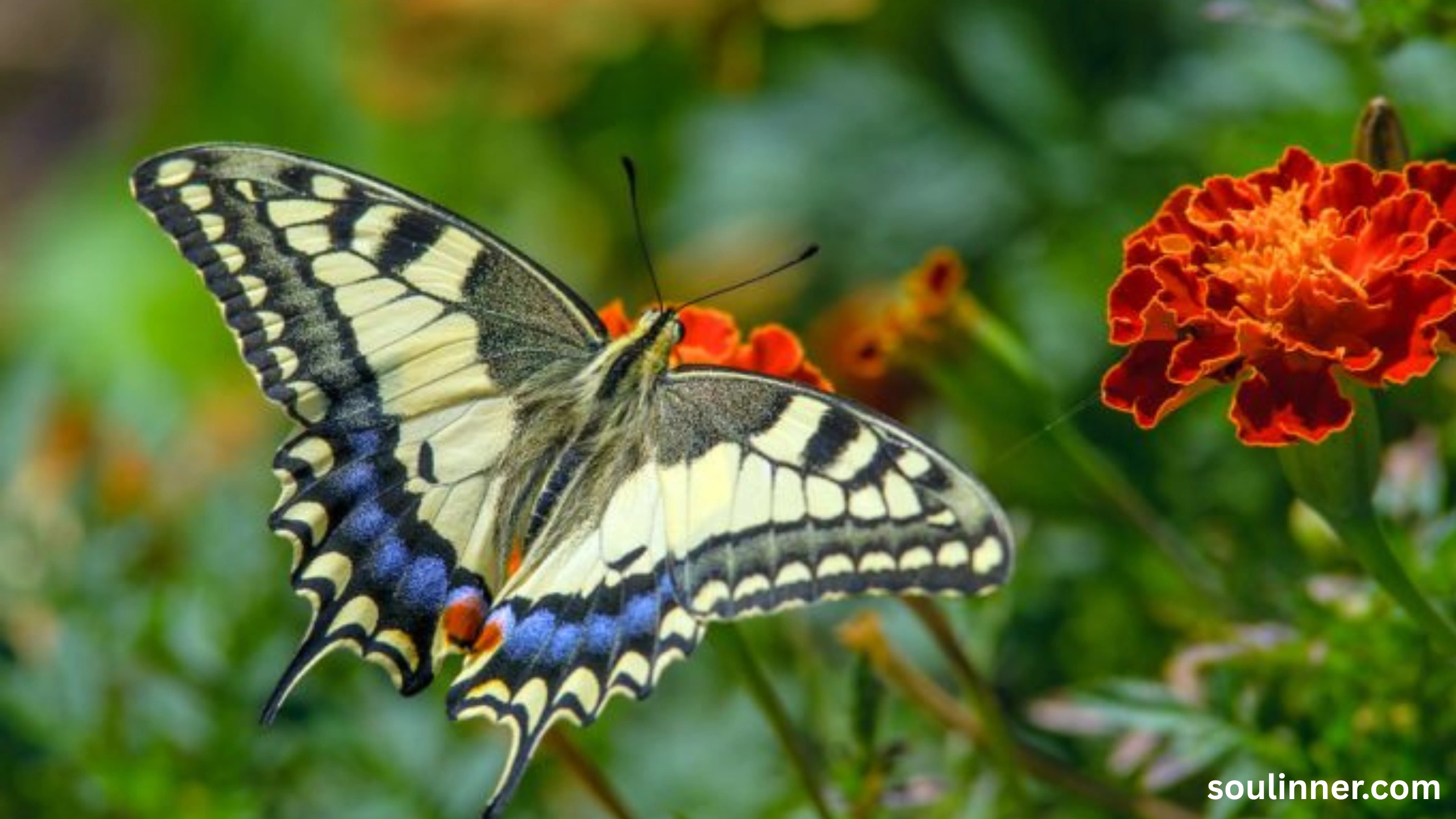 Symbolism and Spiritual Meaning of Butterflies