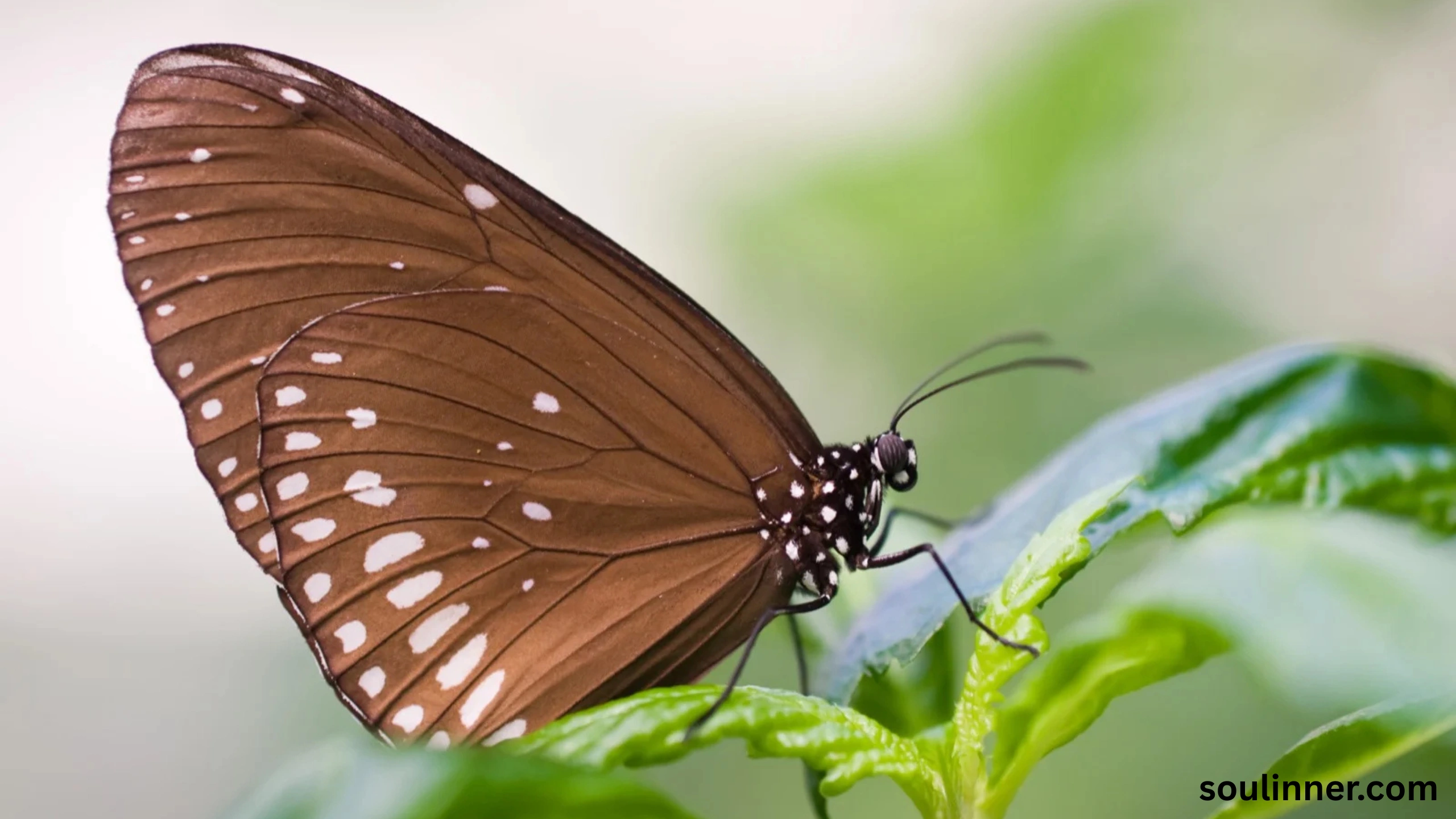 Symbolism and Spiritual Meaning of Butterflies
