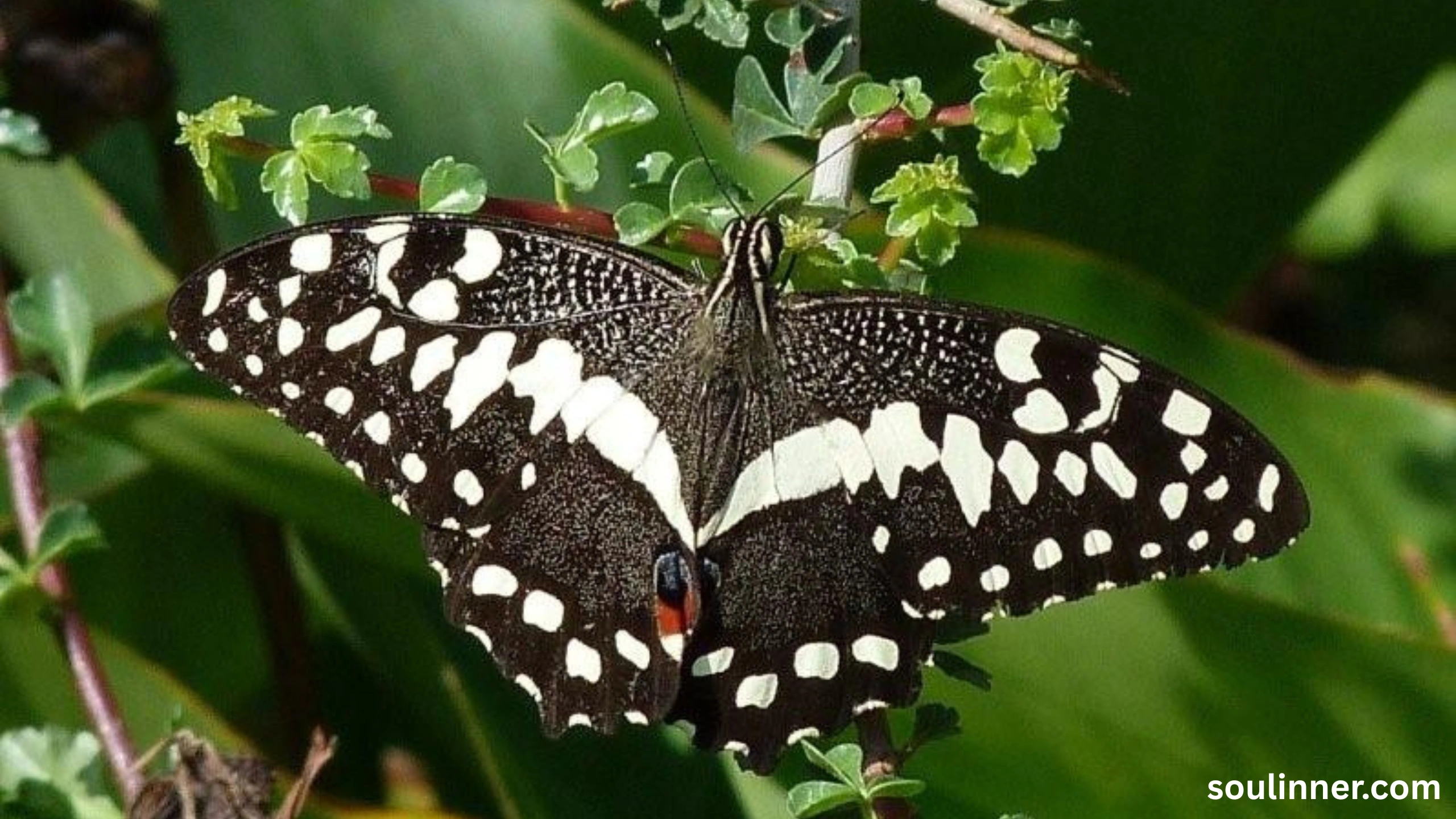 Symbolism and Spiritual Meaning of Butterflies