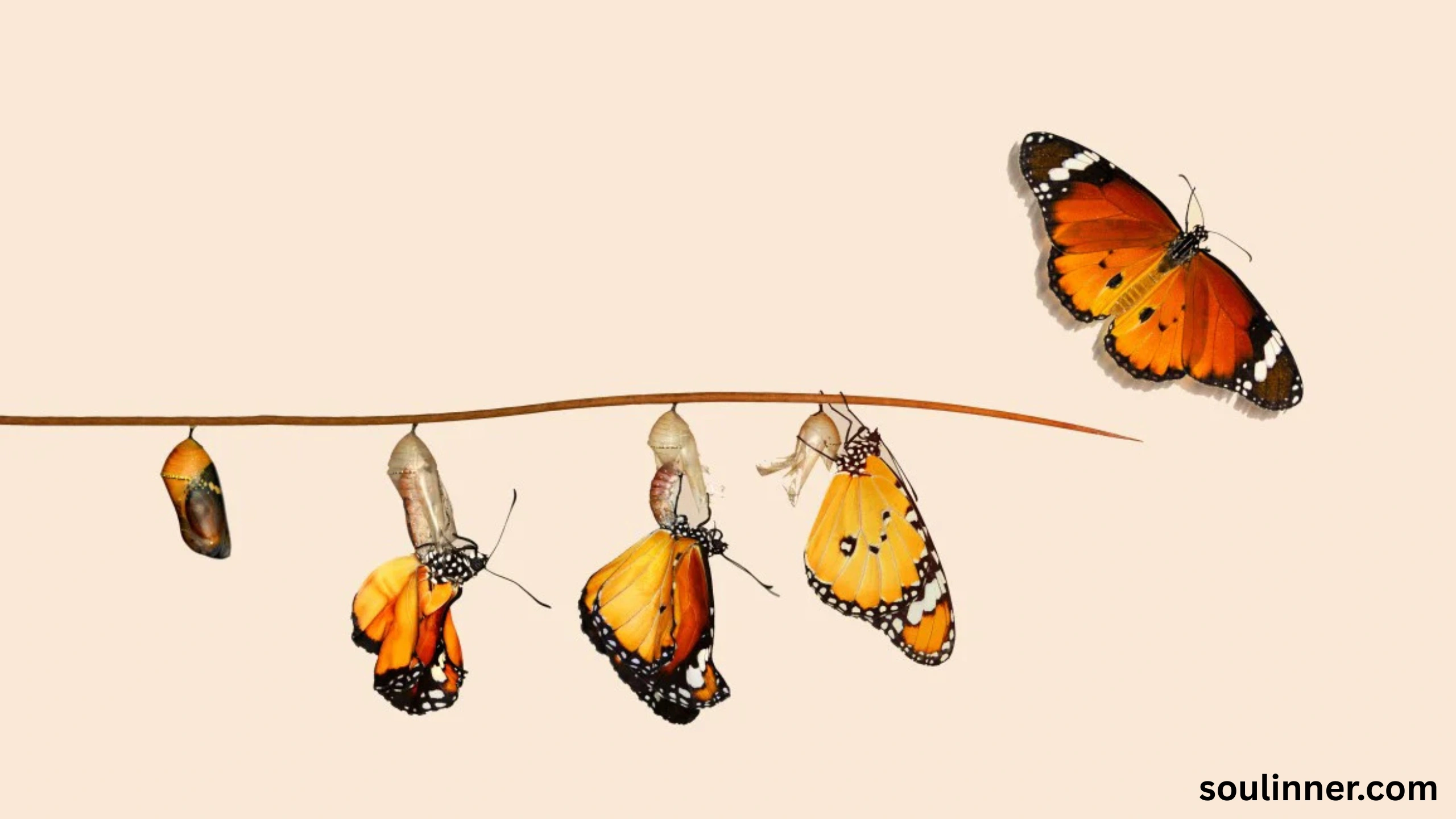 Symbolism and Spiritual Meaning of Butterflies