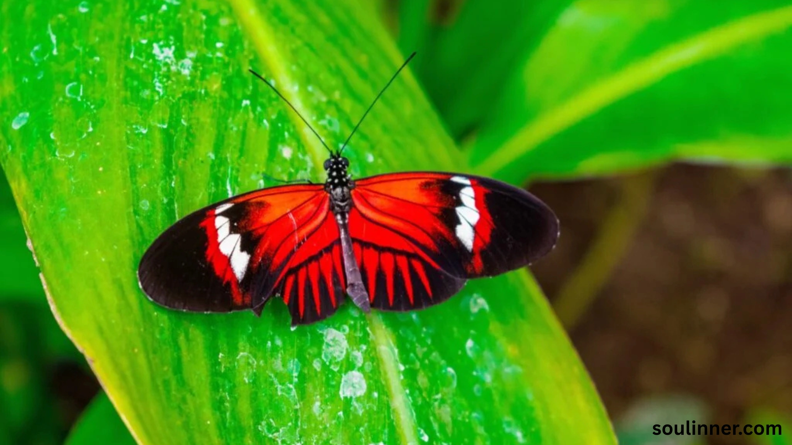 Symbolism and Spiritual Meaning of Butterflies