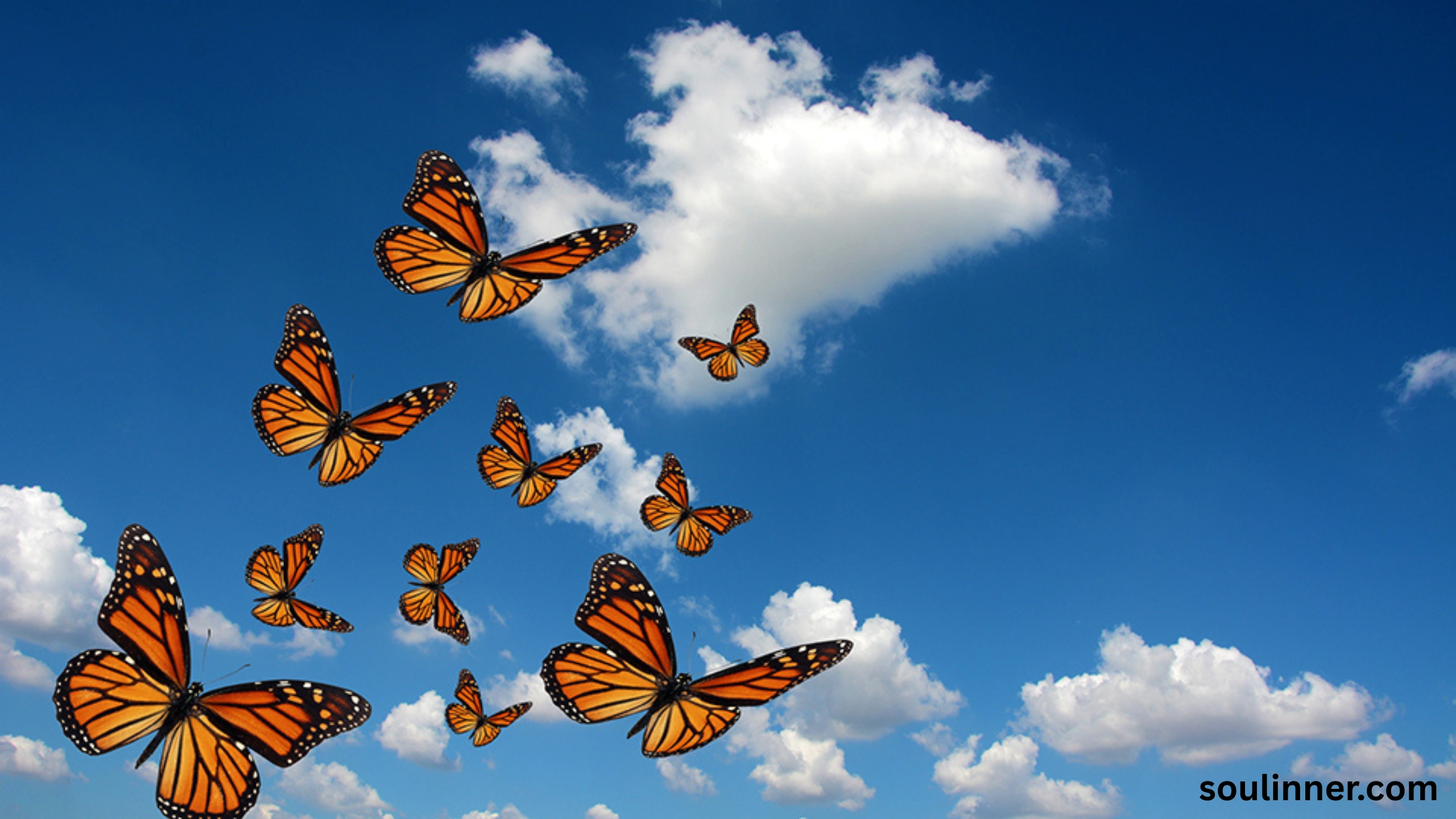 Symbolism and Spiritual Meaning of Butterflies