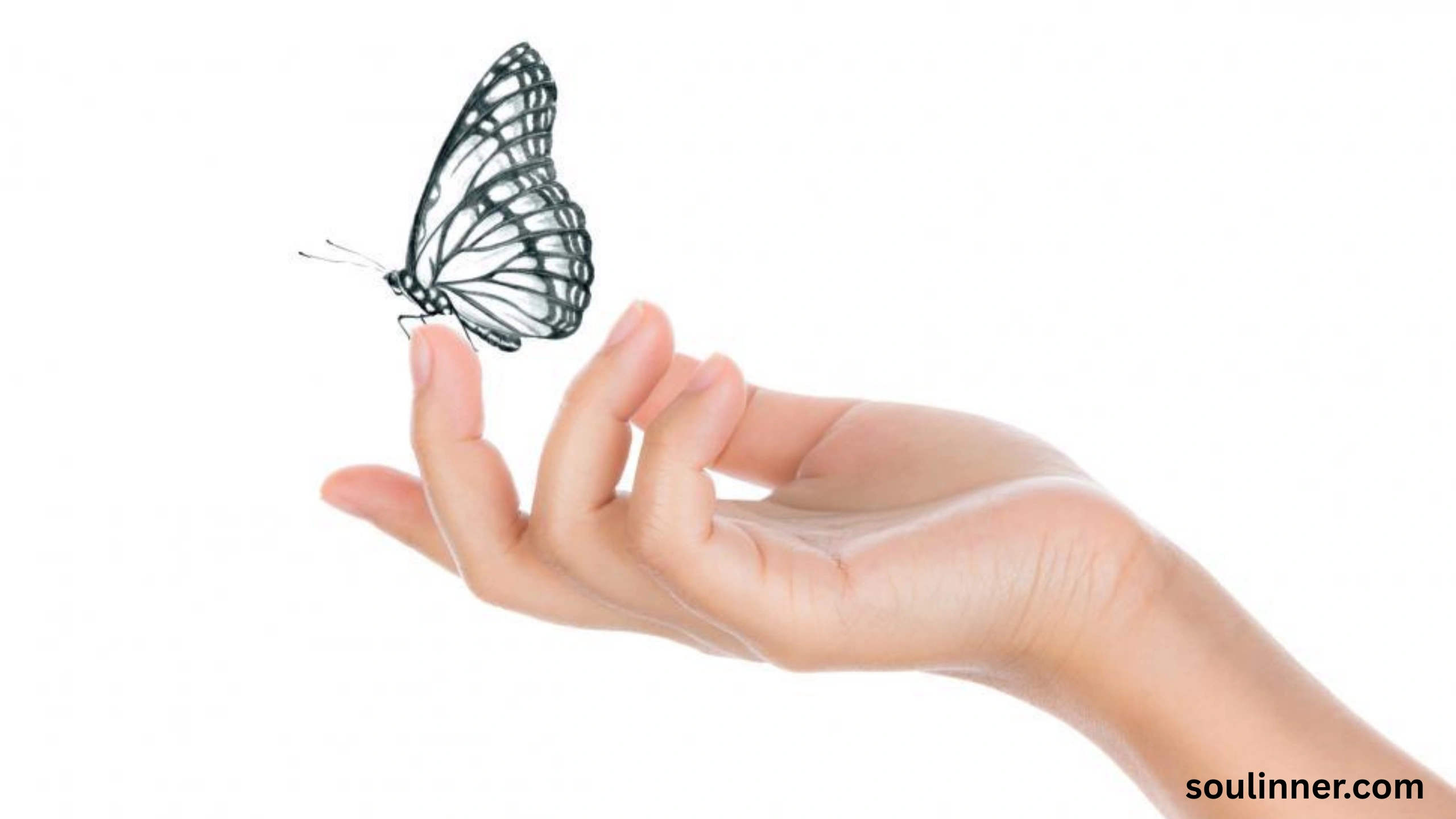 Symbolism and Spiritual Meaning of Butterflies