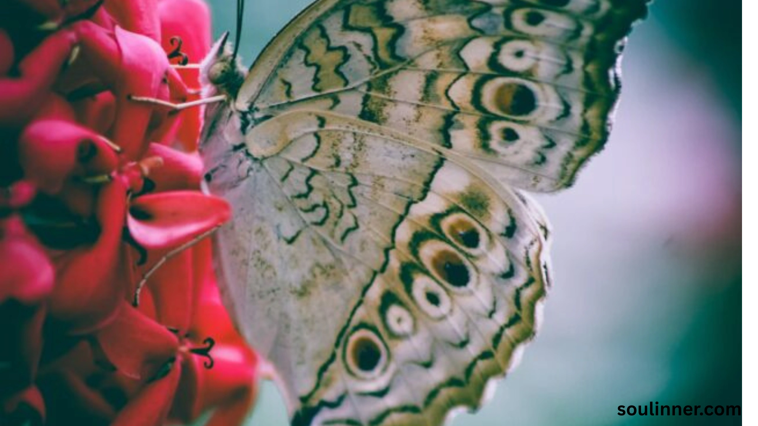 Symbolism and Spiritual Meaning of Butterflies