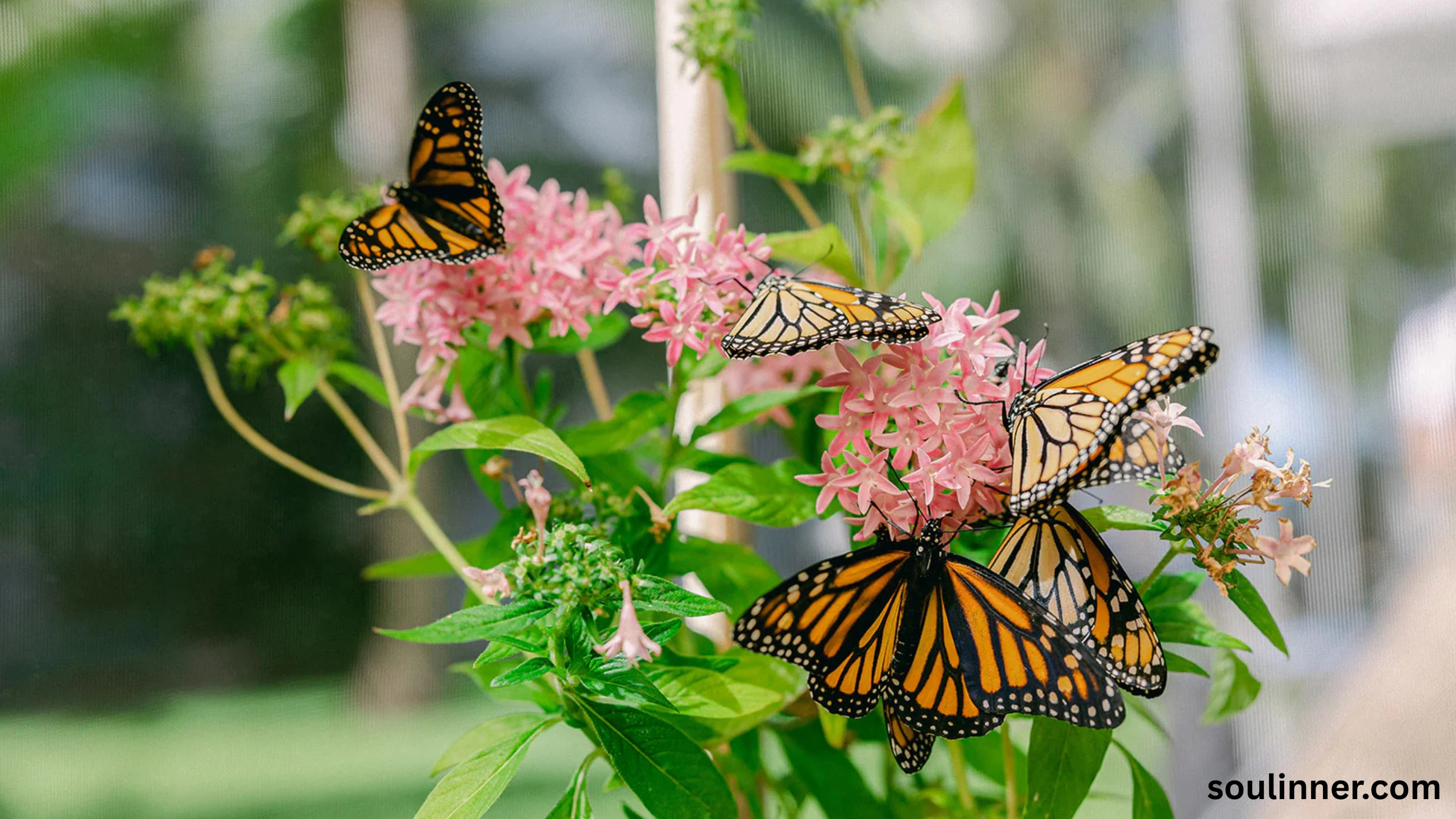 Symbolism and Spiritual Meaning of Butterflies
