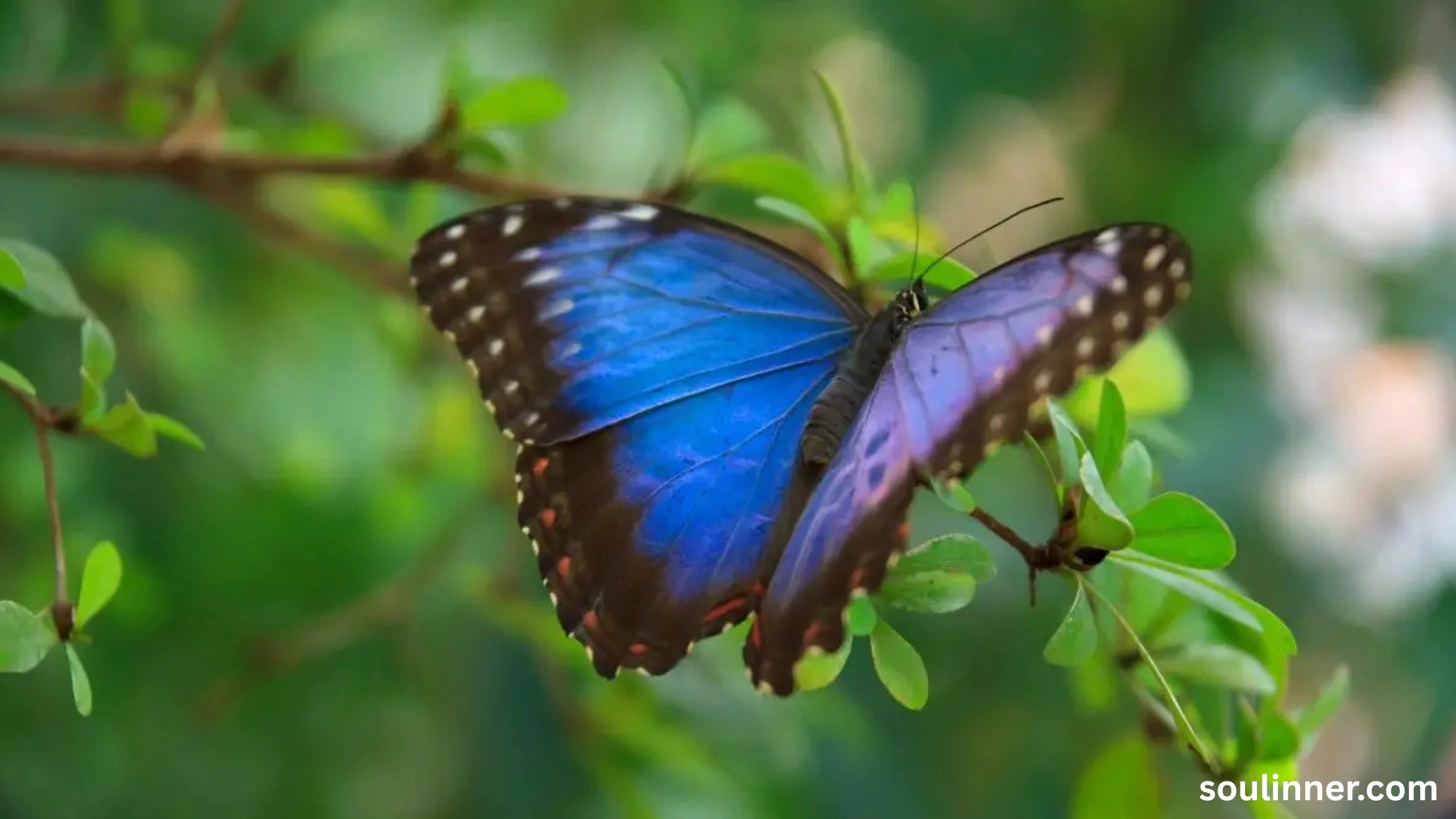 Symbolism and Spiritual Meaning of Butterflies