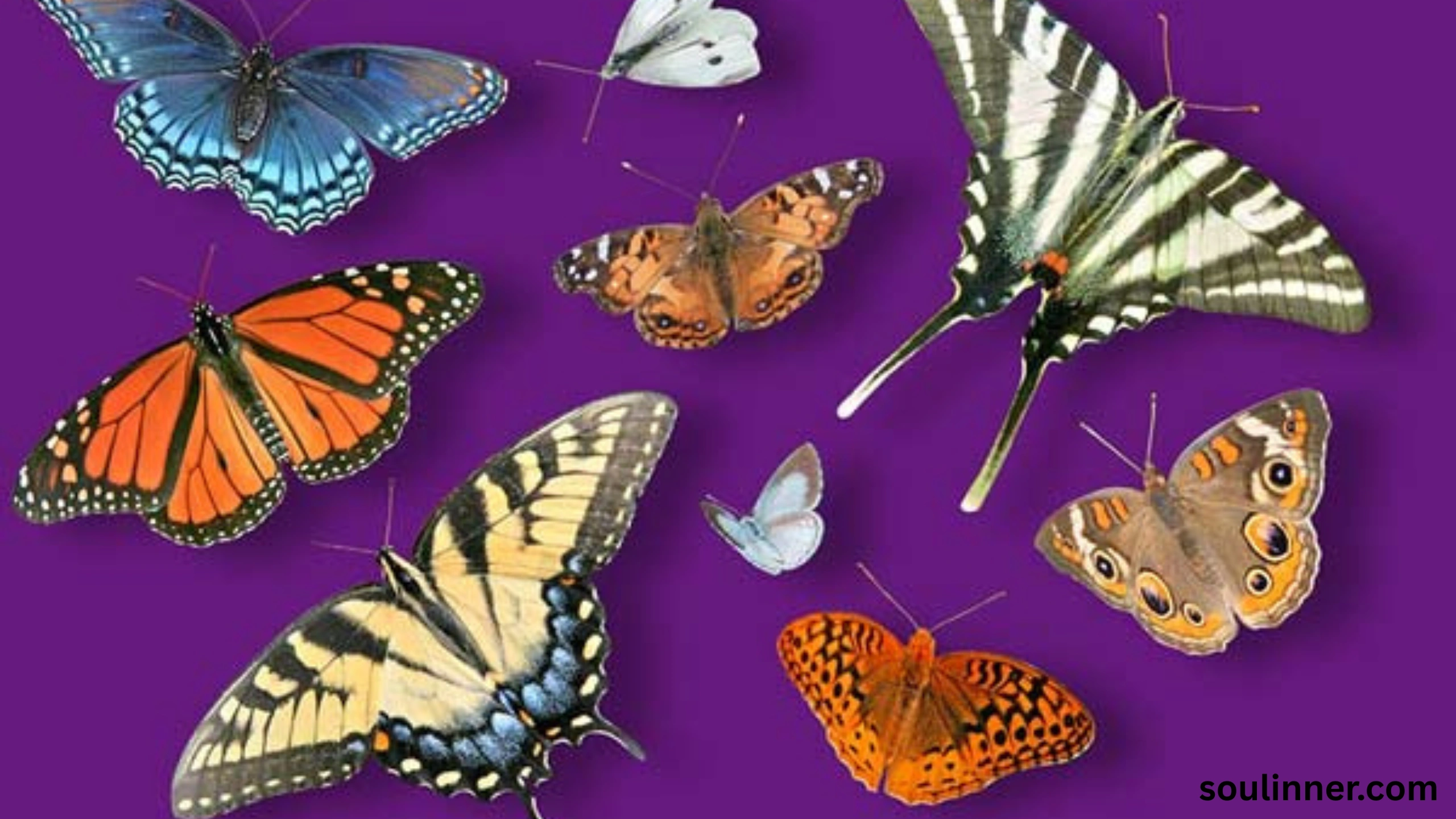 Symbolism and Spiritual Meaning of Butterflies