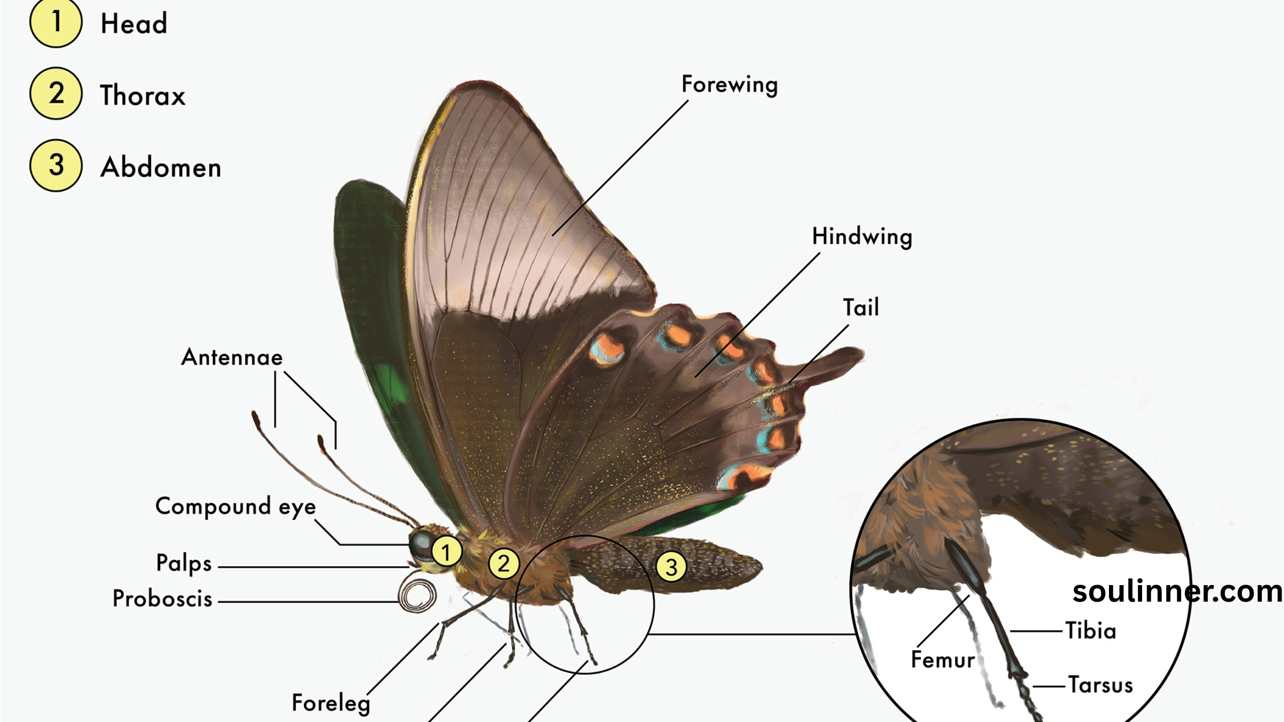 Symbolism and Spiritual Meaning of Butterflies