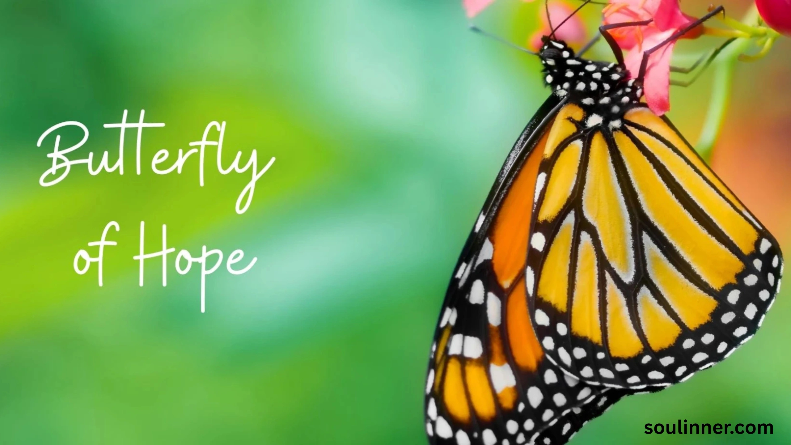 Symbolism and Spiritual Meaning of Butterflies