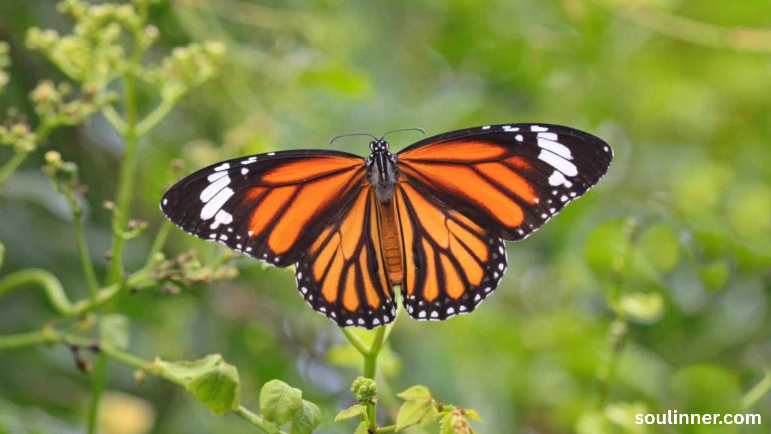 Symbolism and Spiritual Meaning of Butterflies
