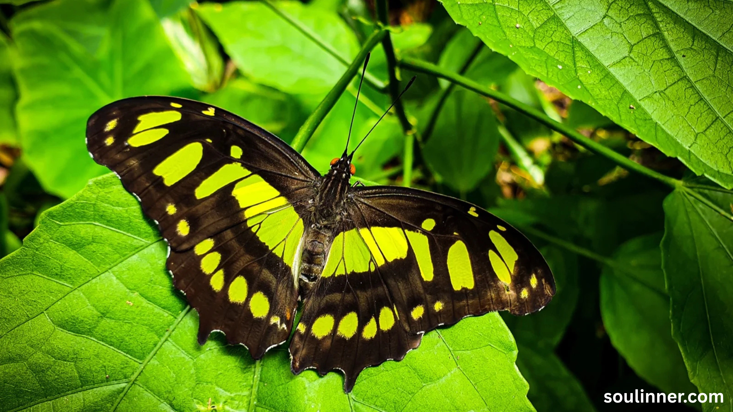 Symbolism and Spiritual Meaning of Butterflies