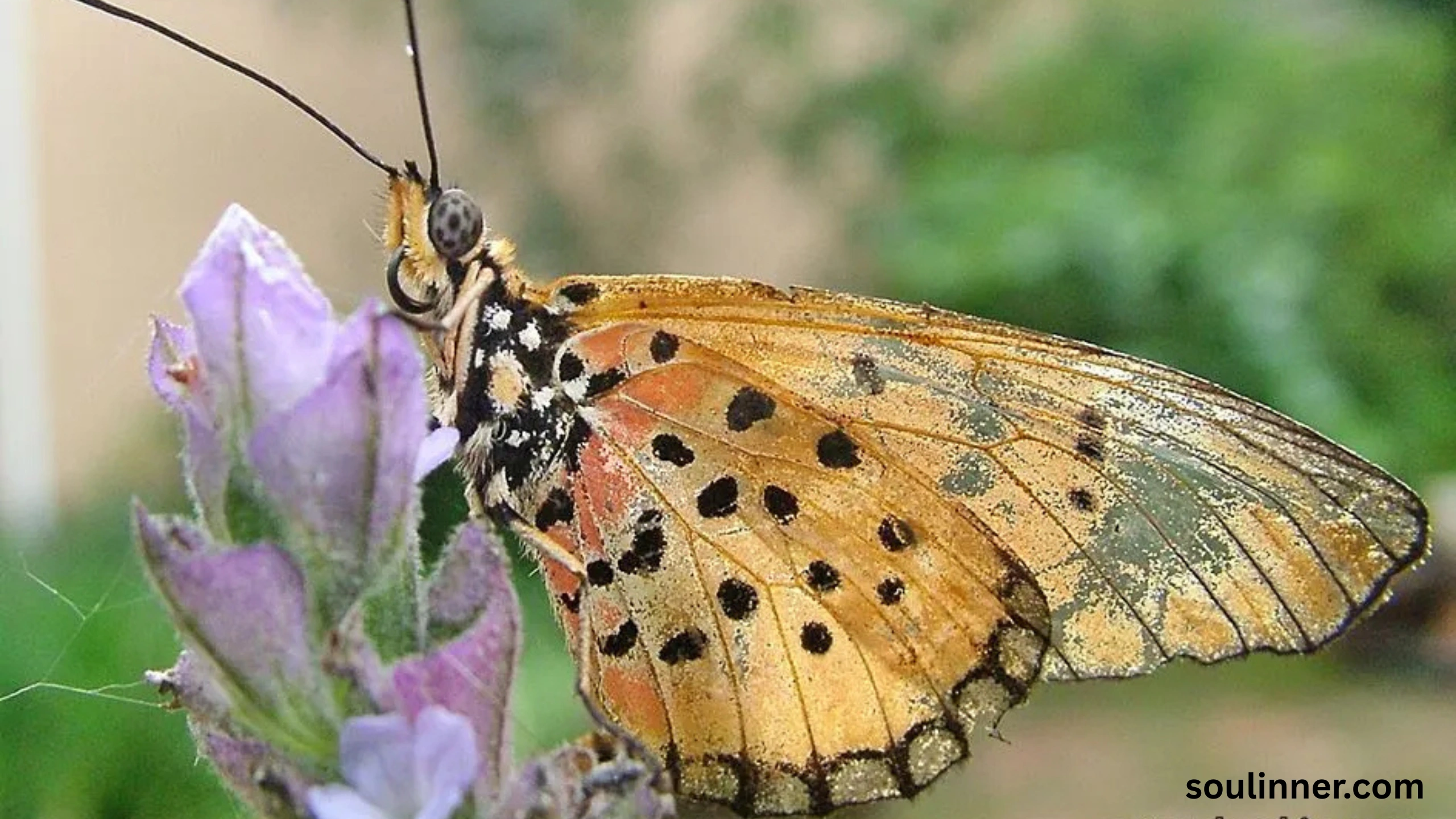 Symbolism and Spiritual Meaning of Butterflies