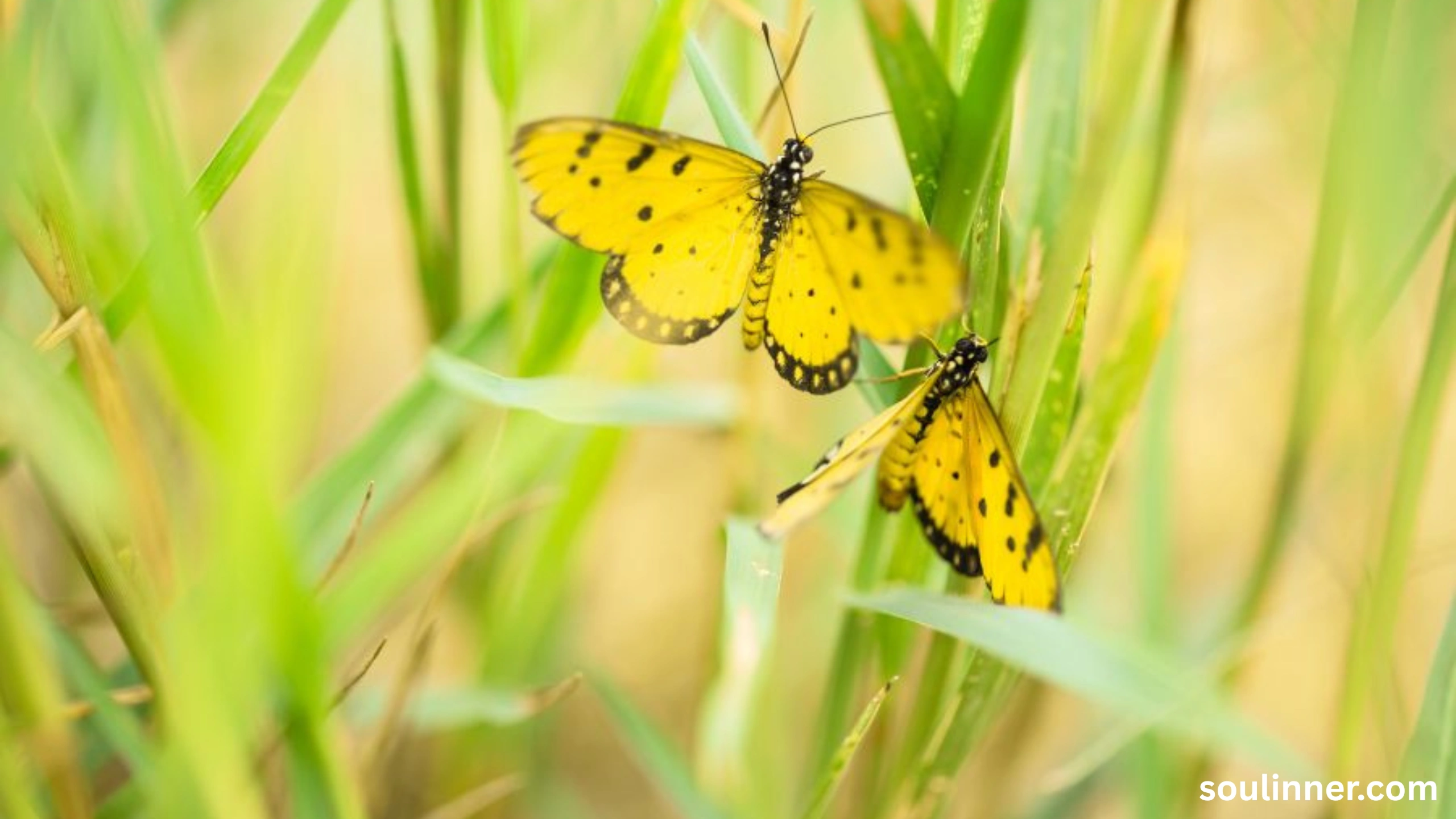 Symbolism and Spiritual Meaning of Butterflies