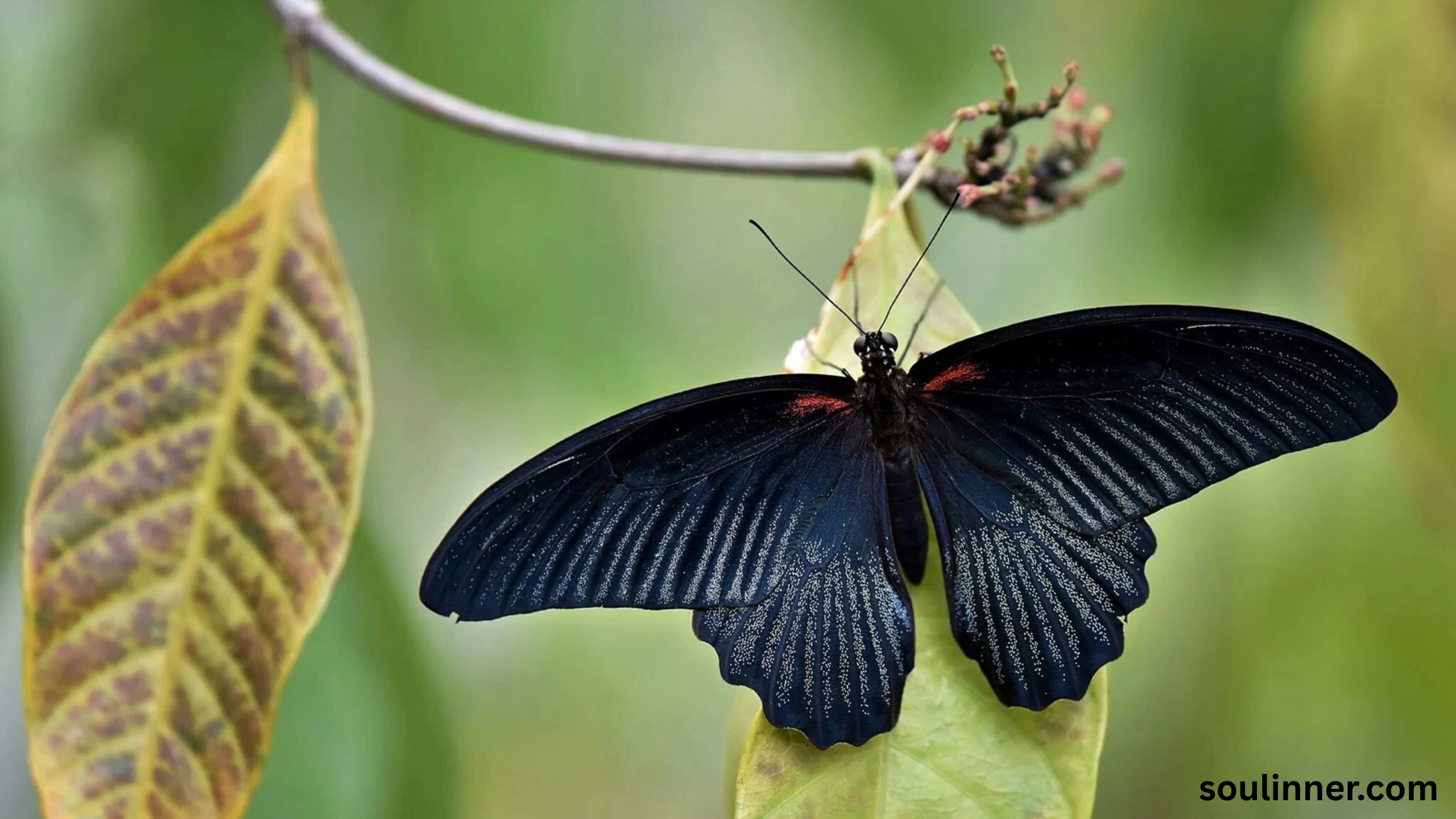 Symbolism and Spiritual Meaning of Butterflies
