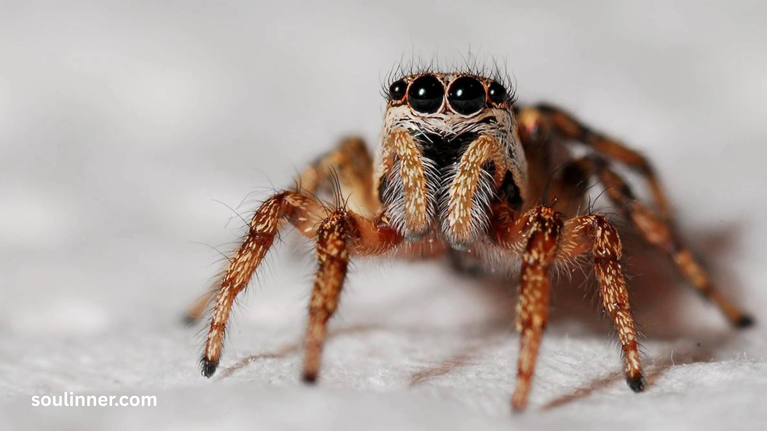 Symbolism and Spiritual Meaning of a Spider Bite
