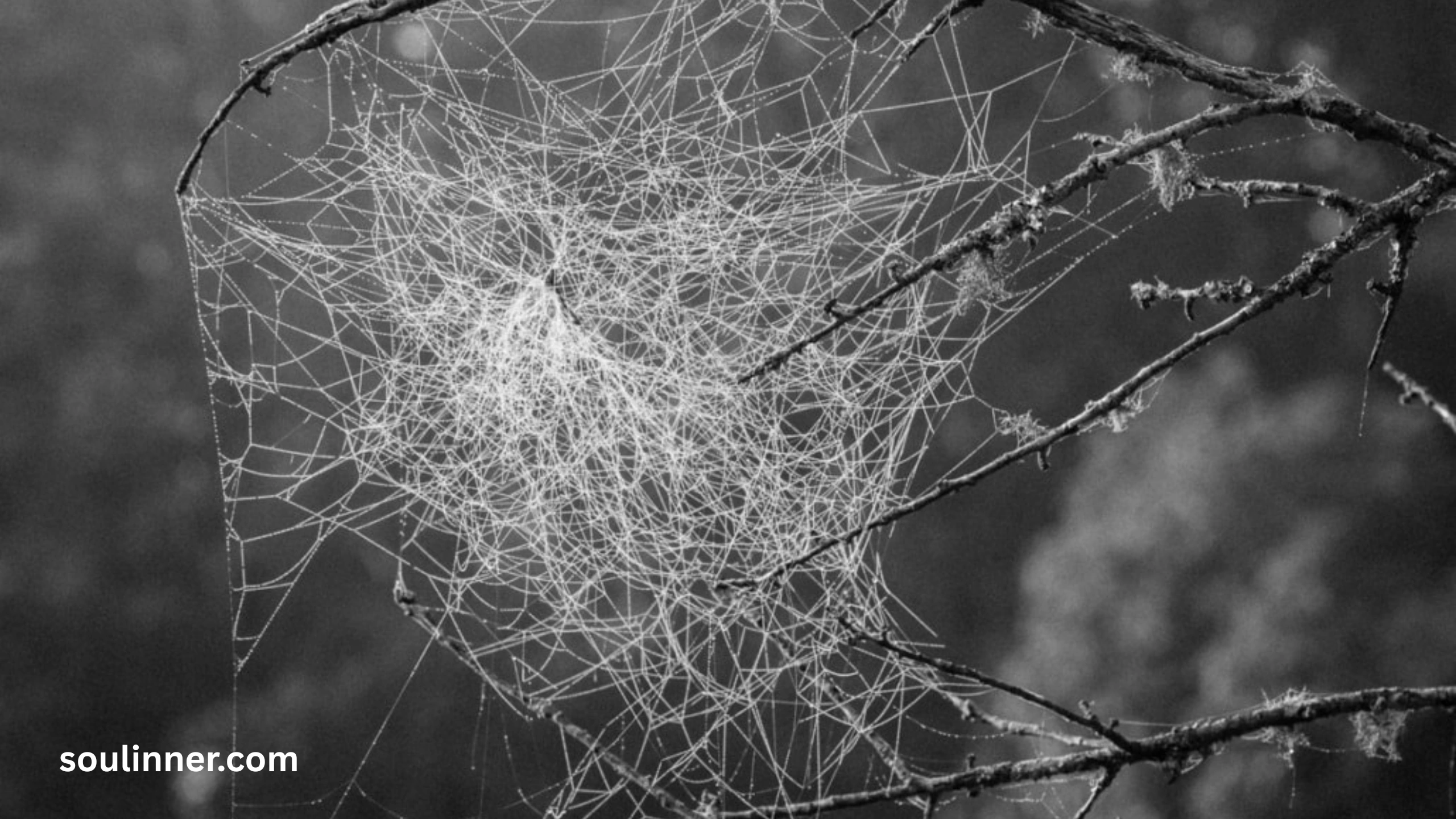 Symbolism and Spiritual Meaning of a Spider Bite