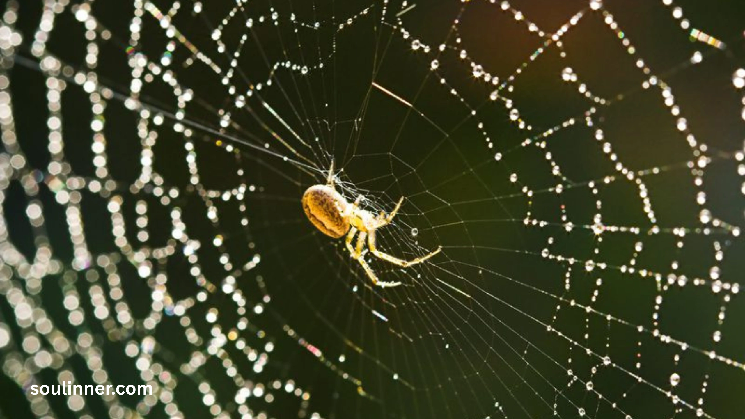 Symbolism and Spiritual Meaning of a Spider Bite