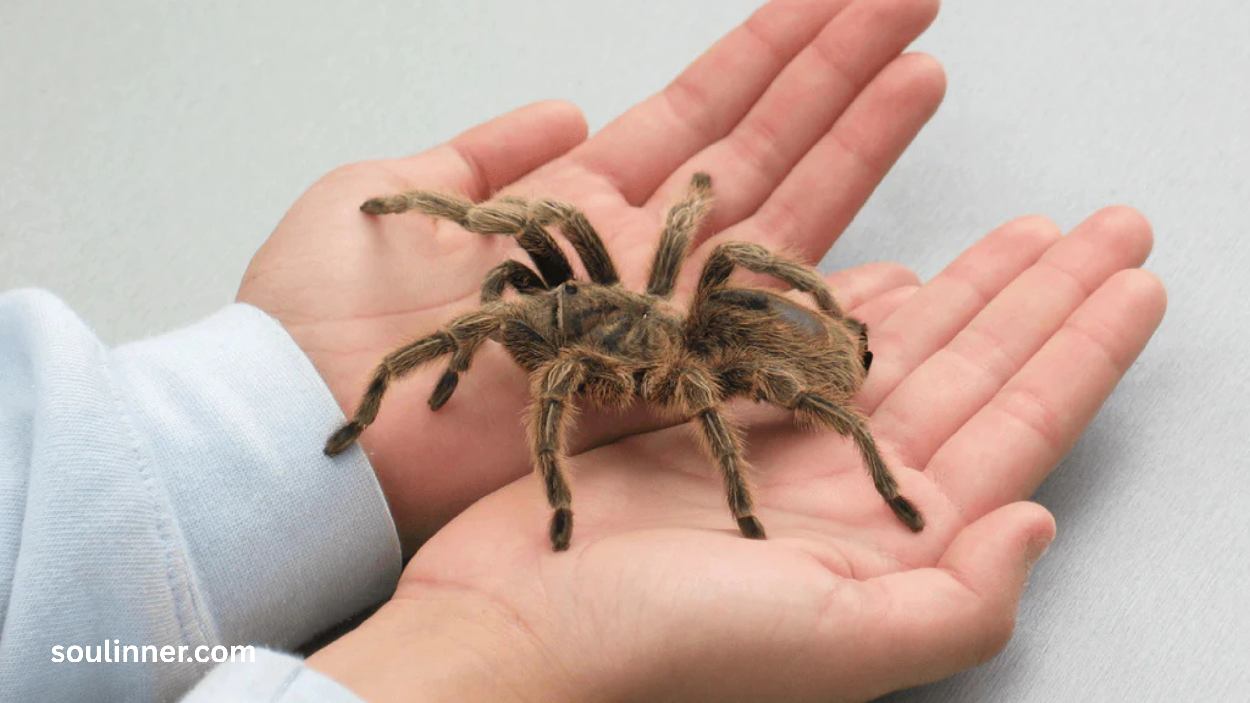 Symbolism and Spiritual Meaning of a Spider Bite